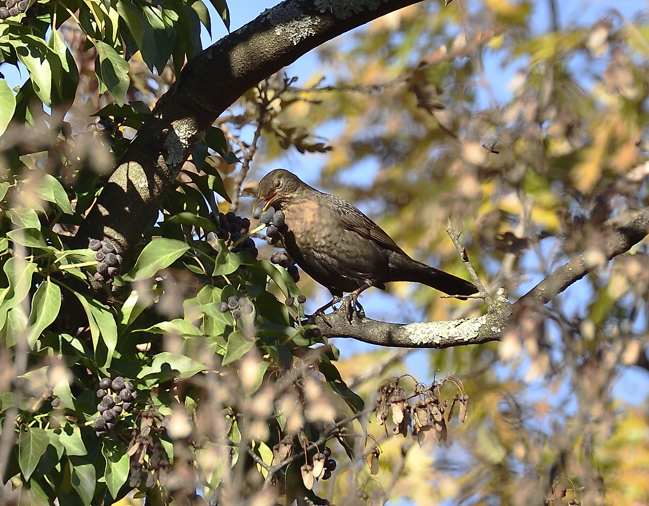Scorpacciata di bacche ...