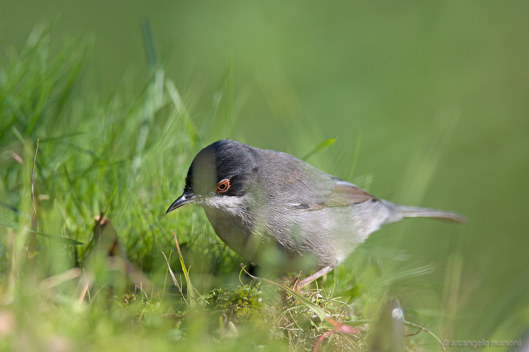 Wink in the grass in search of food