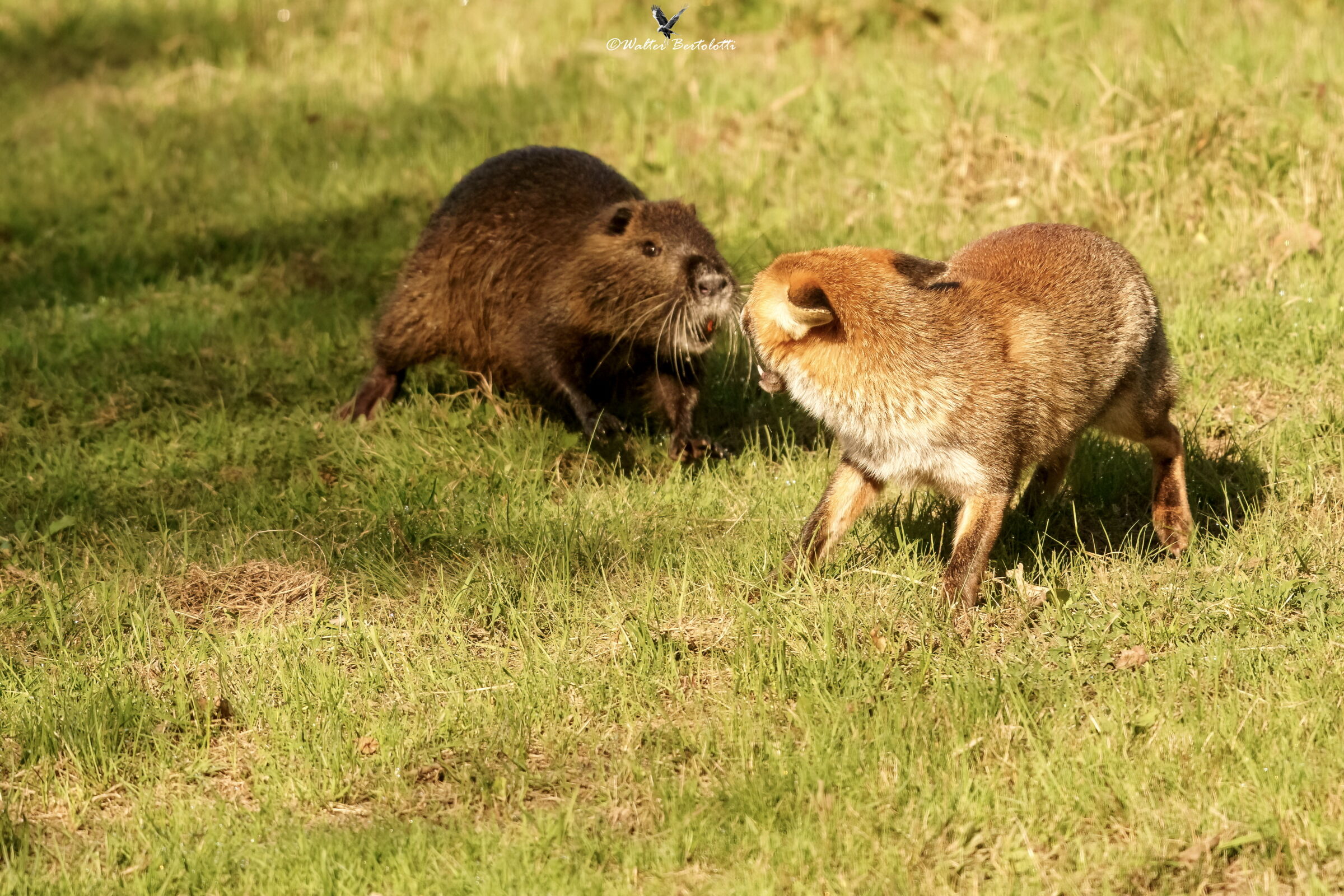 la miglior difesa è l'attacco