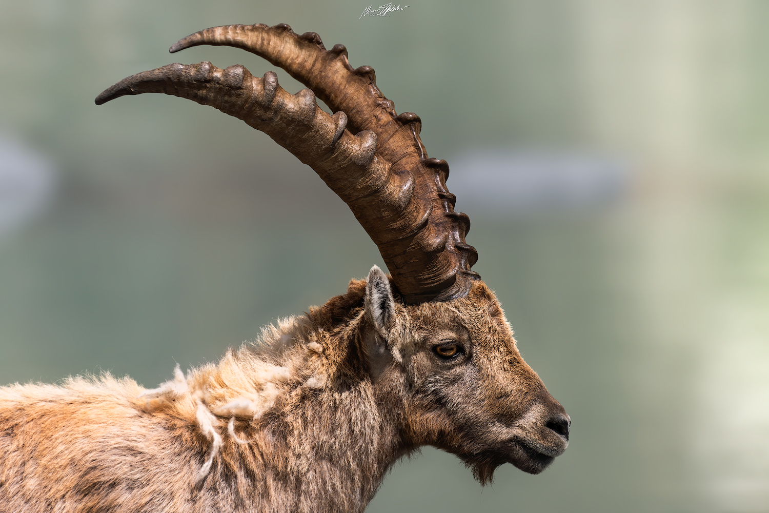 Ibex Portrait