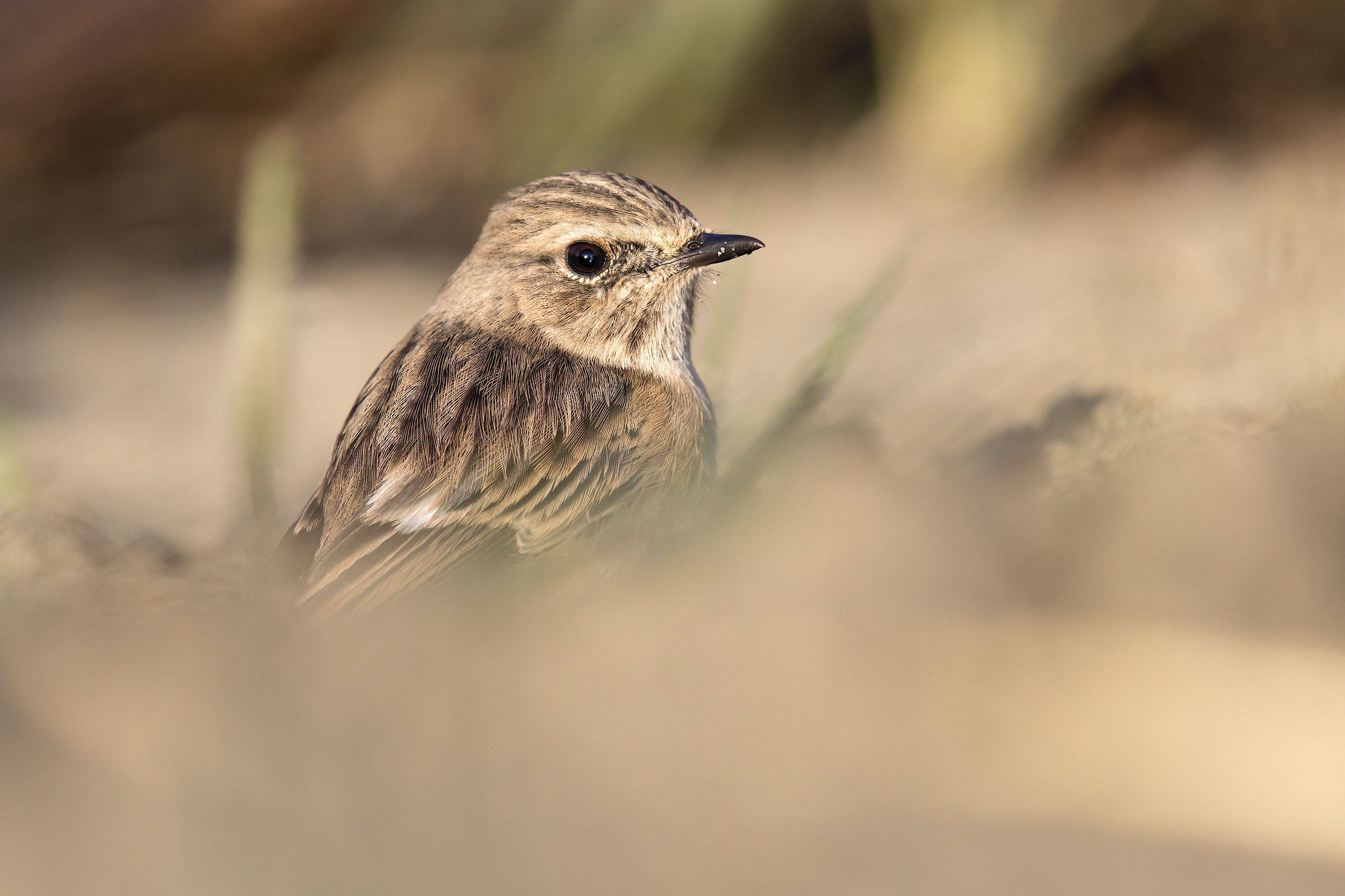 Peeping among the herbs