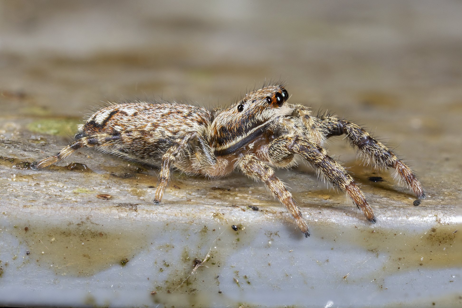 Muscosa marpissa