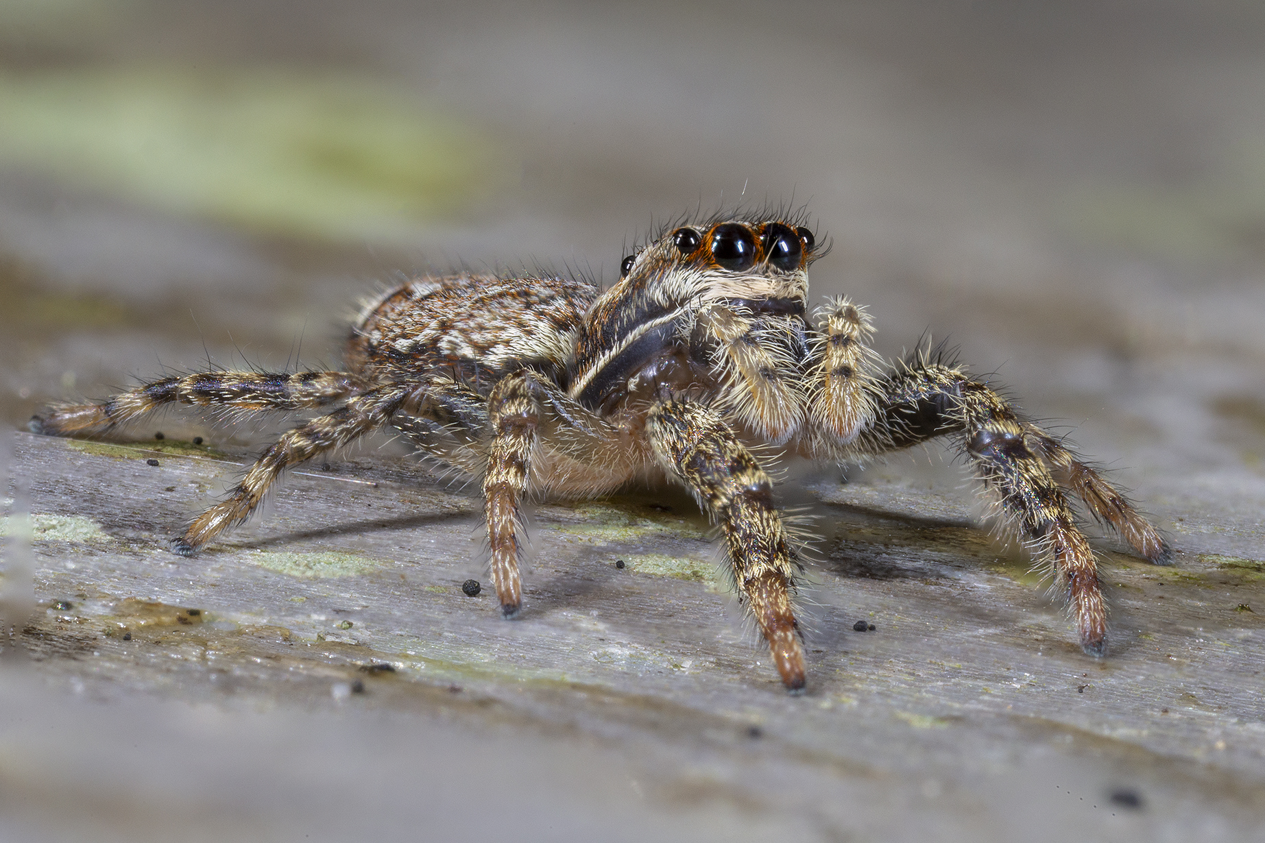 Muscosa marpissa