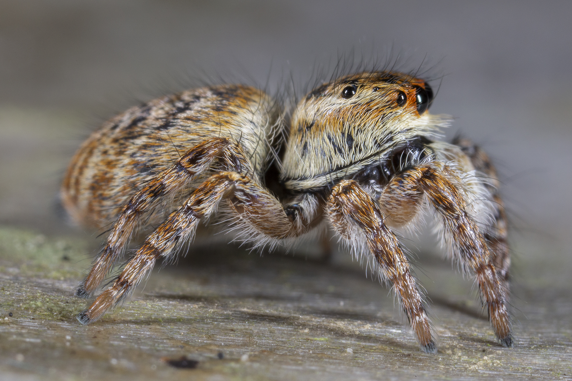 Carrhotus xanthogram female