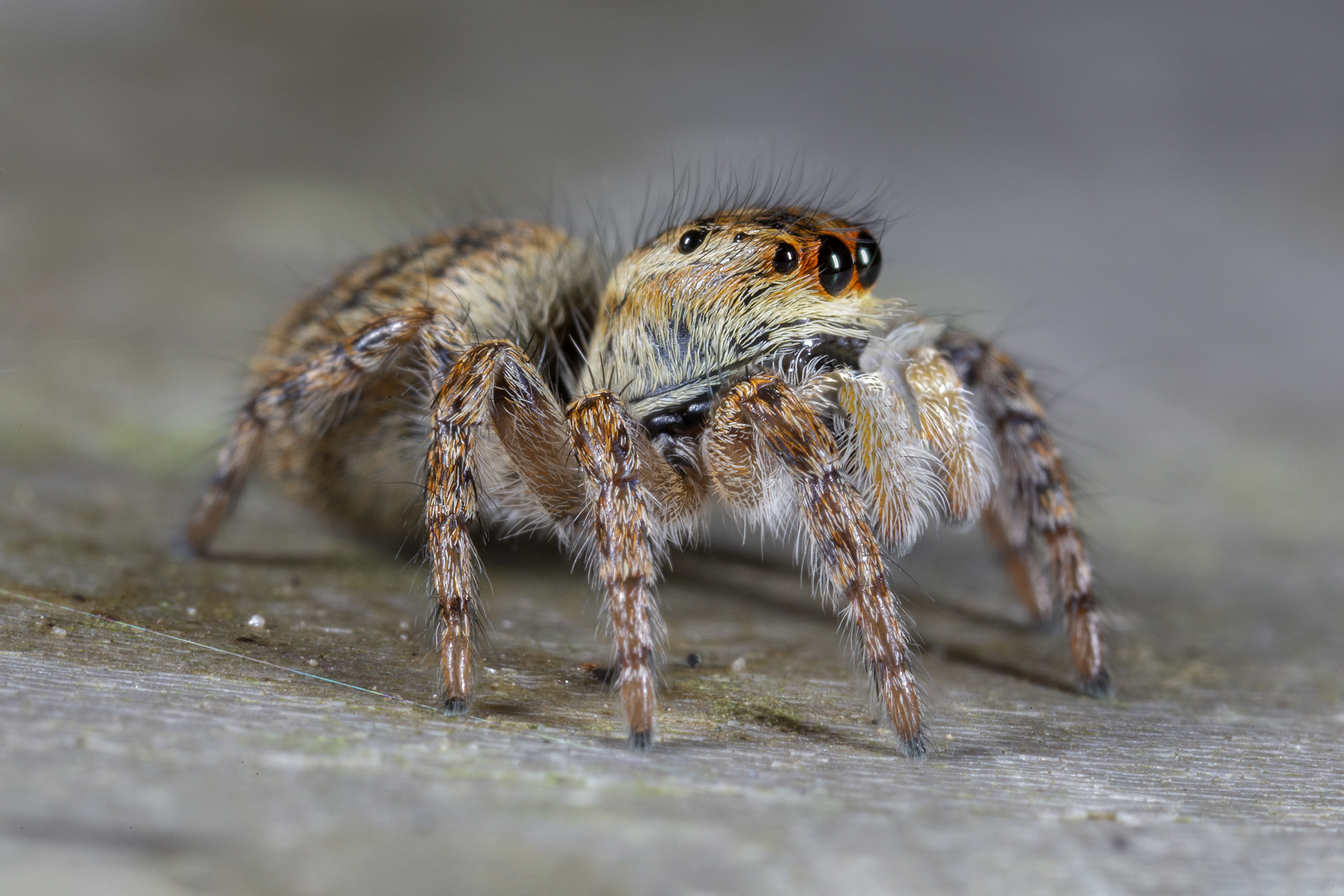 Carrhotus xanthogram female