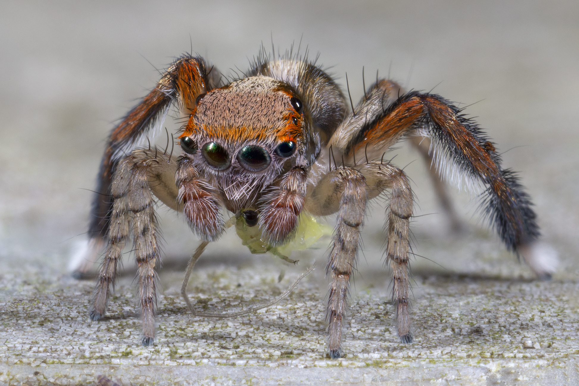 Male barbipes saitis
