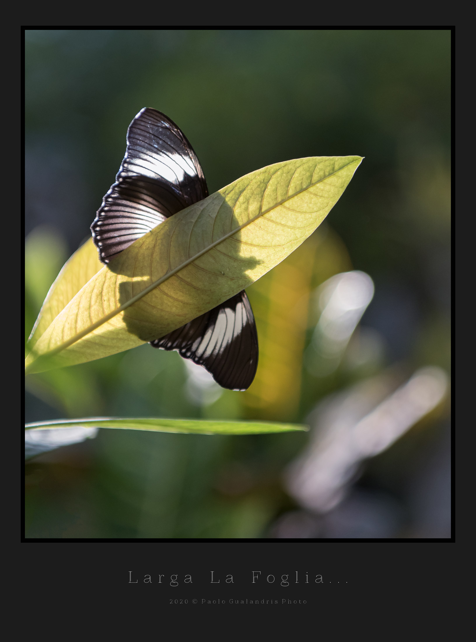 Larga La Foglia...
