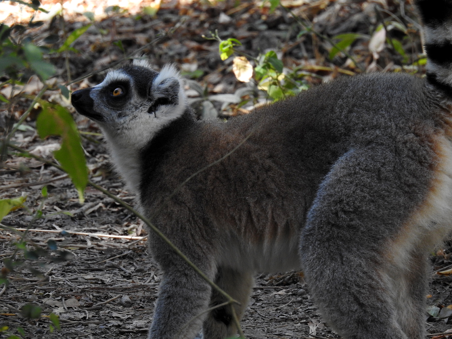 20-07-2019 Anja Community Reserve, Madagascar 5