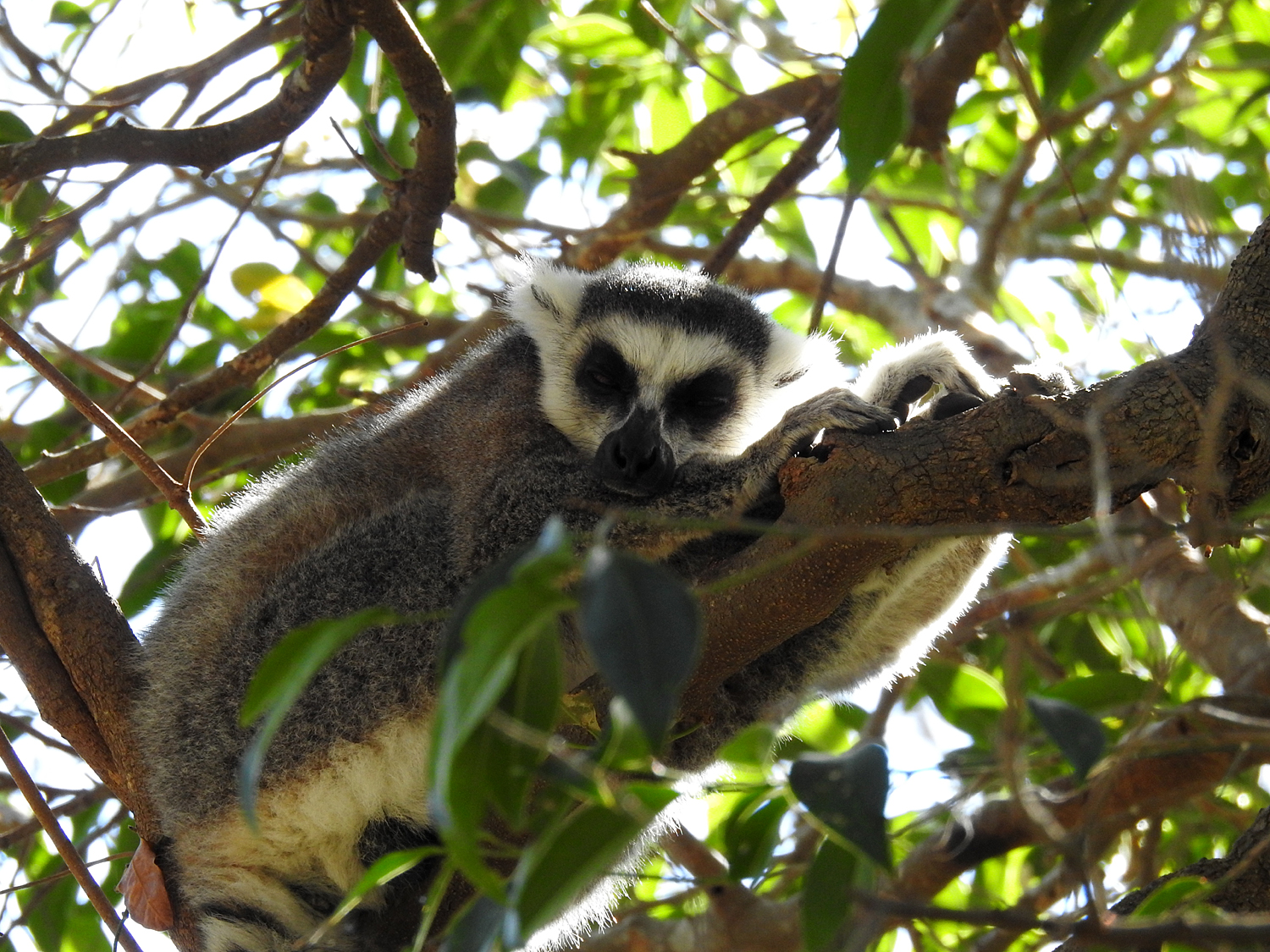 20-07-2019 Anja Community Reserve, Madagascar 6