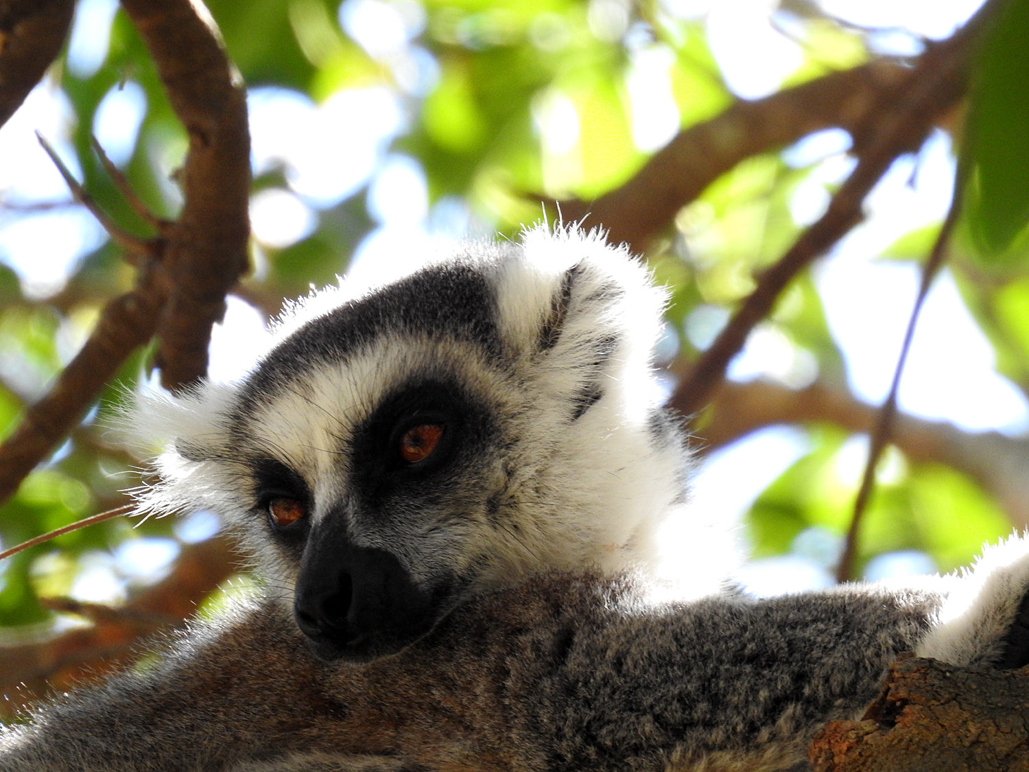 20-07-2019 Anja Community Reserve, Madagascar 7