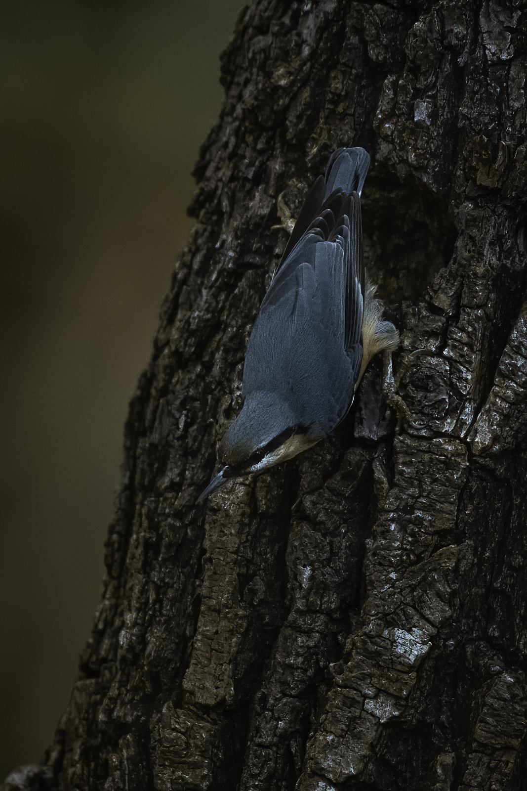 Picchio muratore n.3