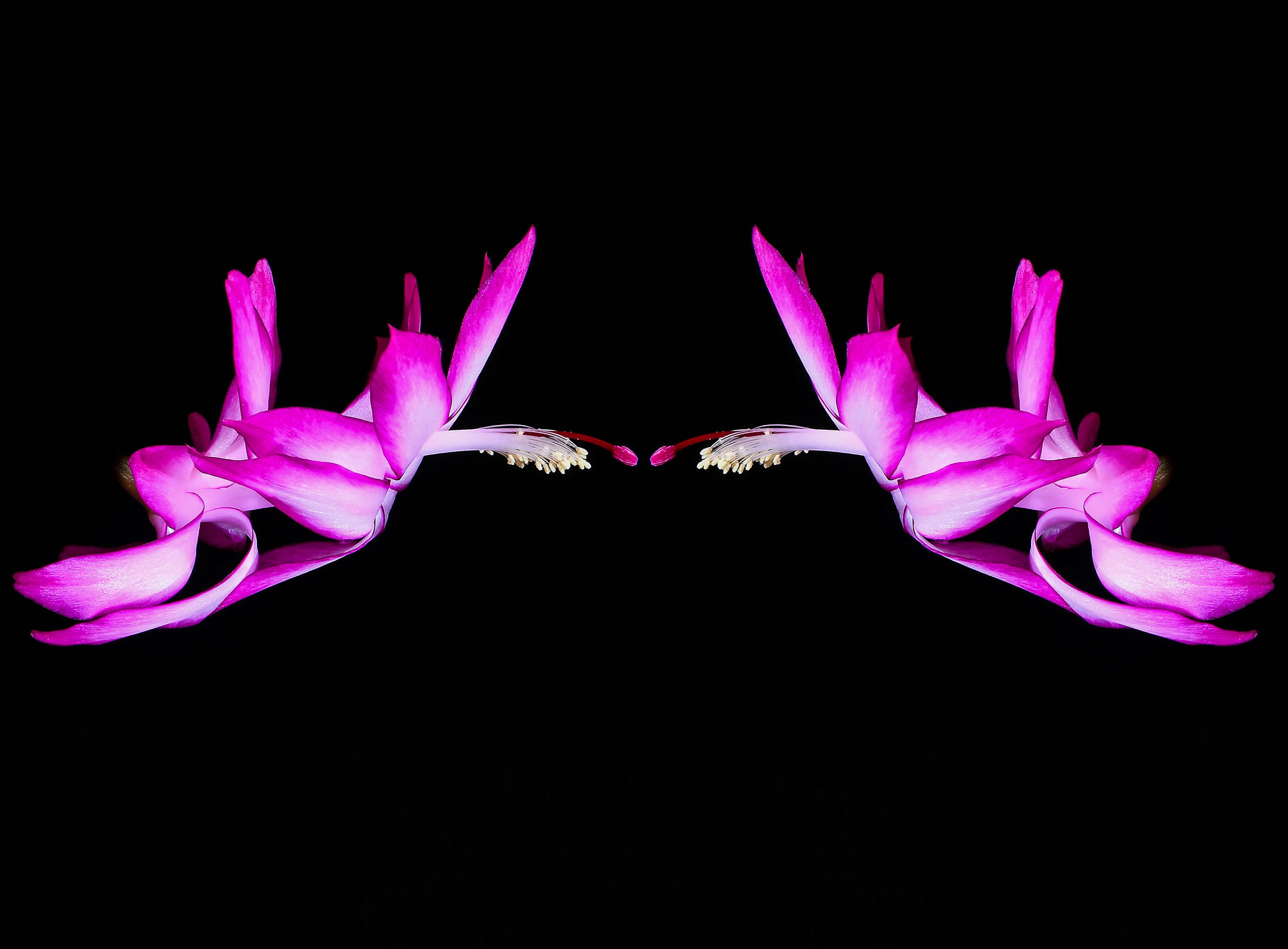 Meeting point, Schulumbergera "Christmas Cactus"