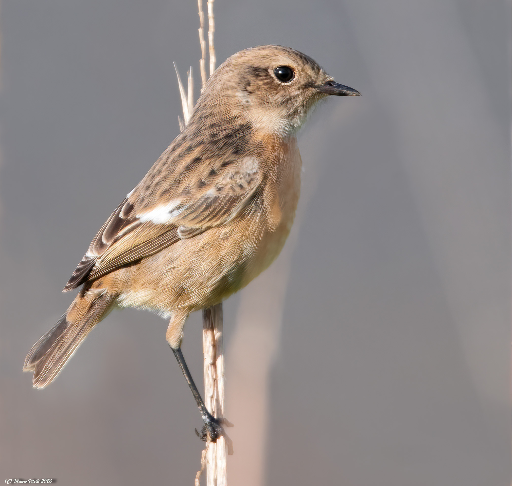 Female Saltimpalo (Saxicola torquatus)
