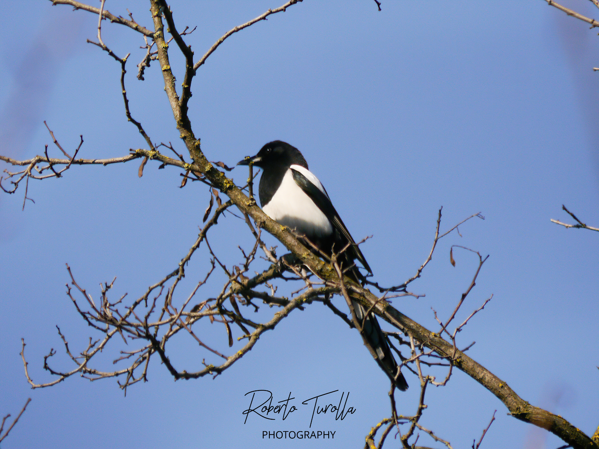 Magpie
