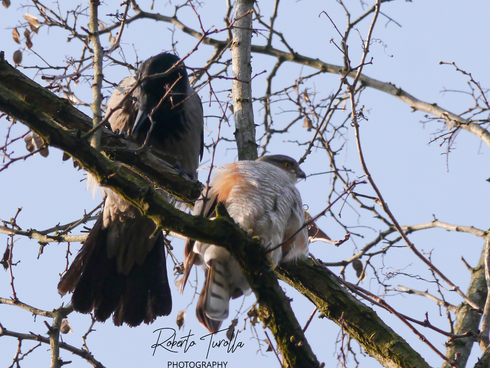 Male sparrowhawk with Crow