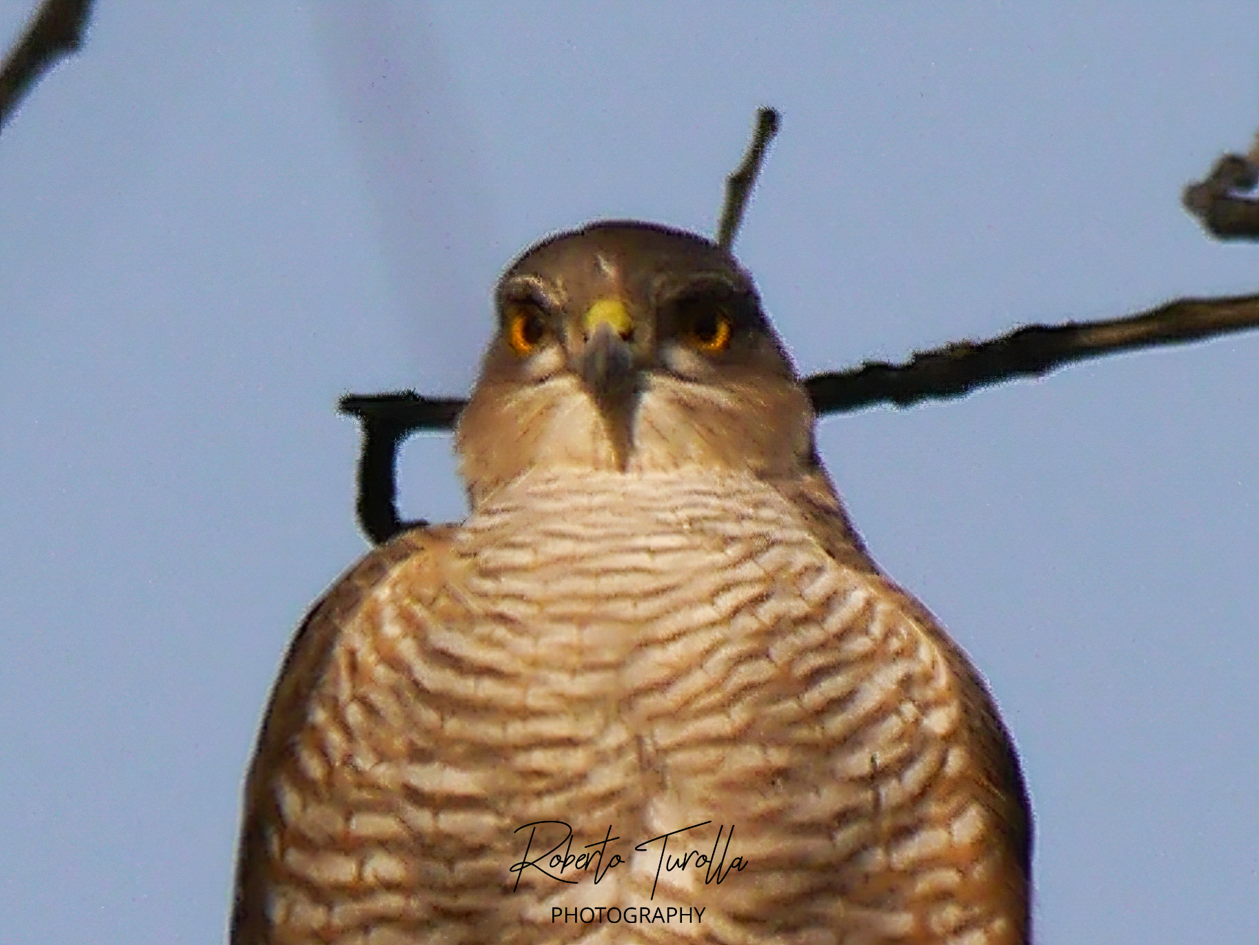 Sparrowhawk