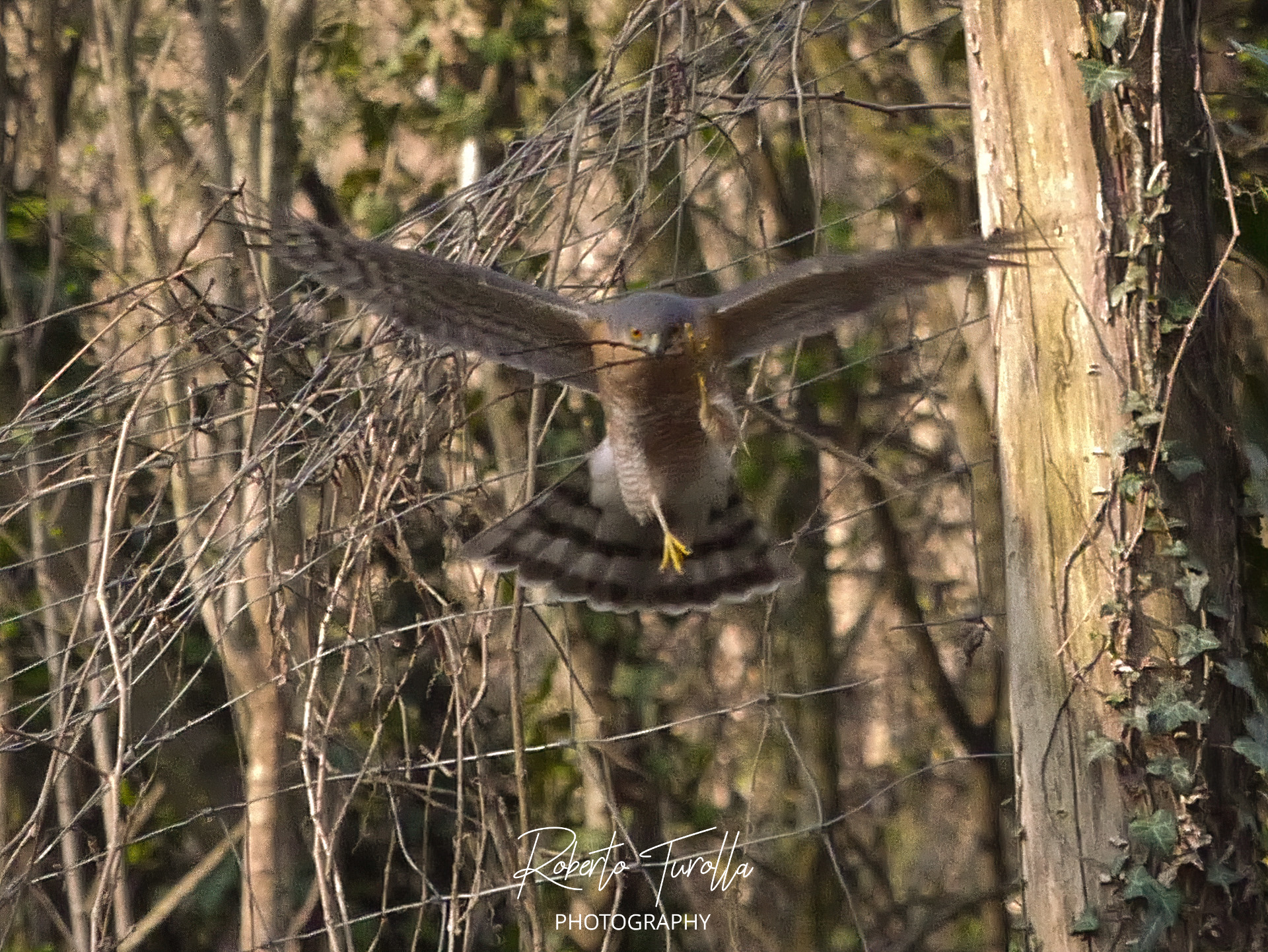 Gliding sparrowhawk