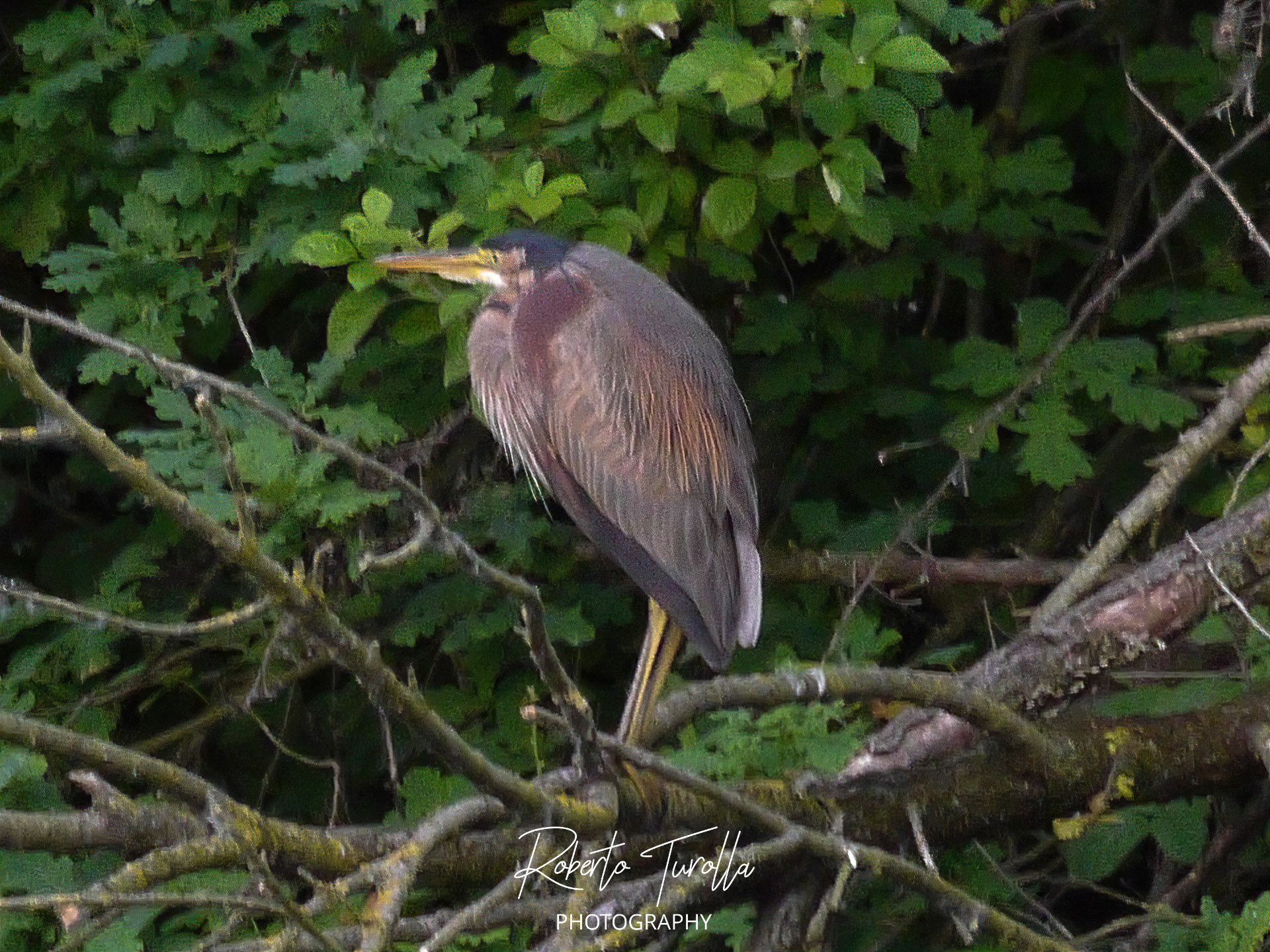 Red Heron