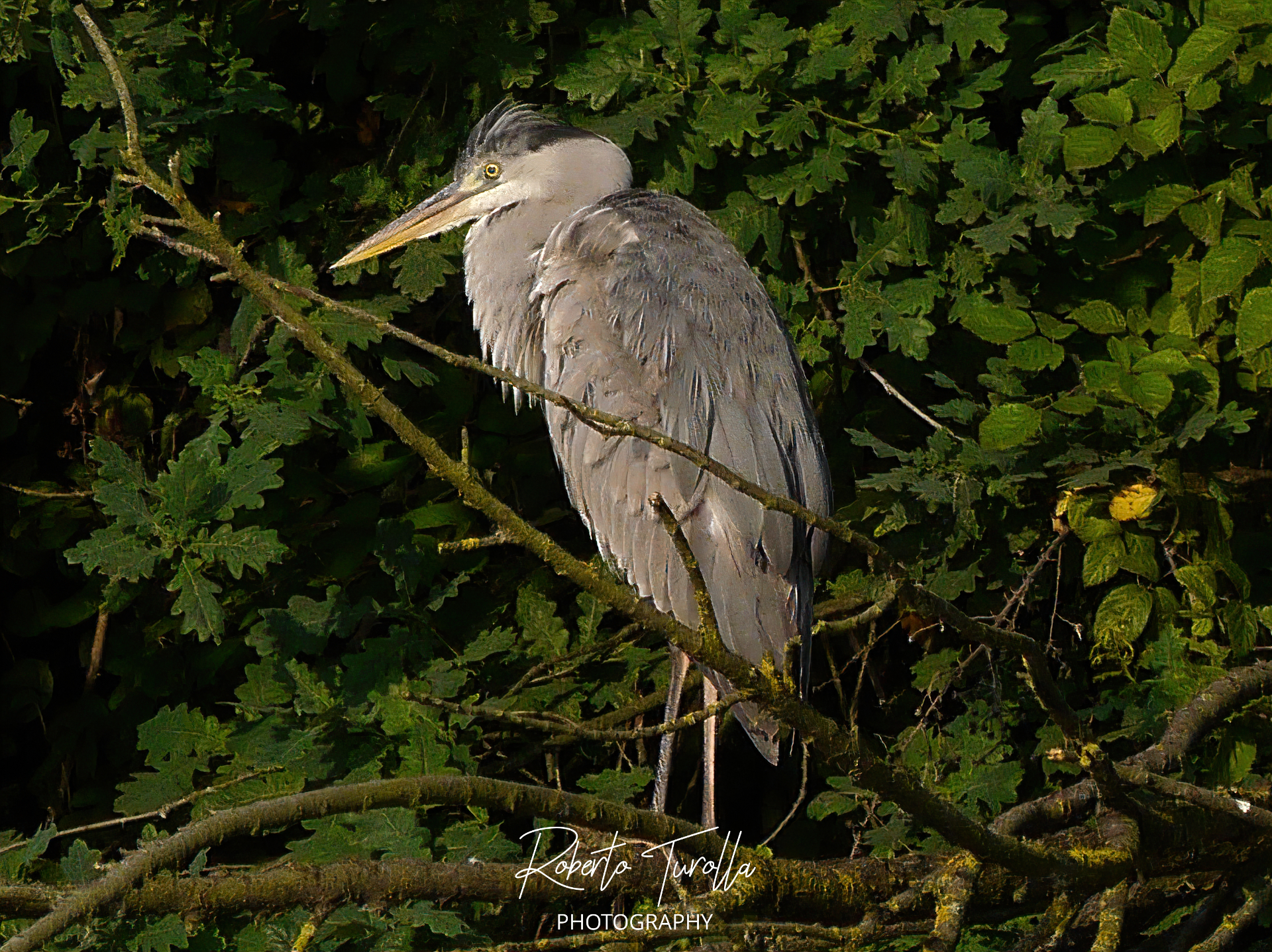 Cinerino heron