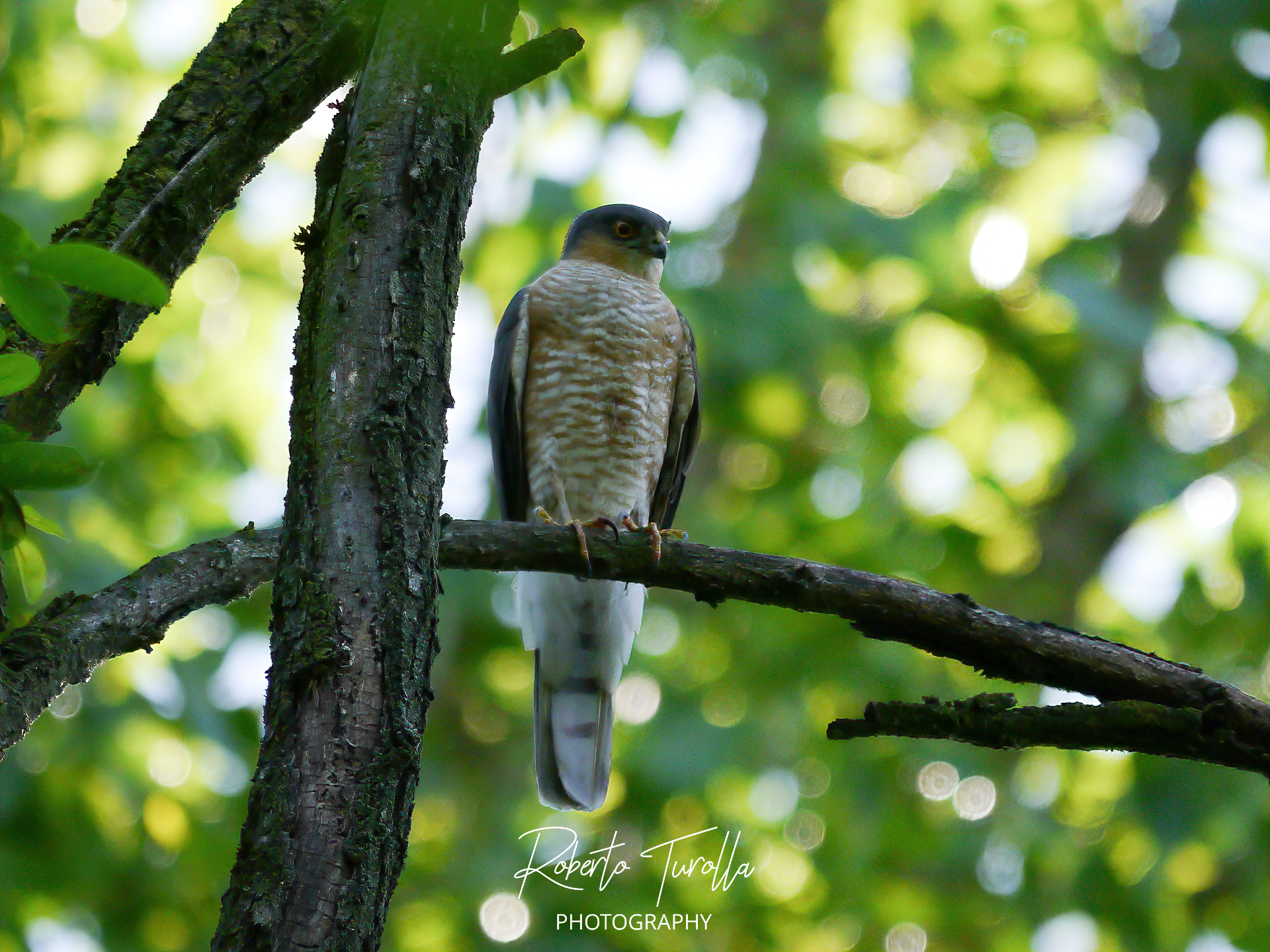 Sparrowhawk