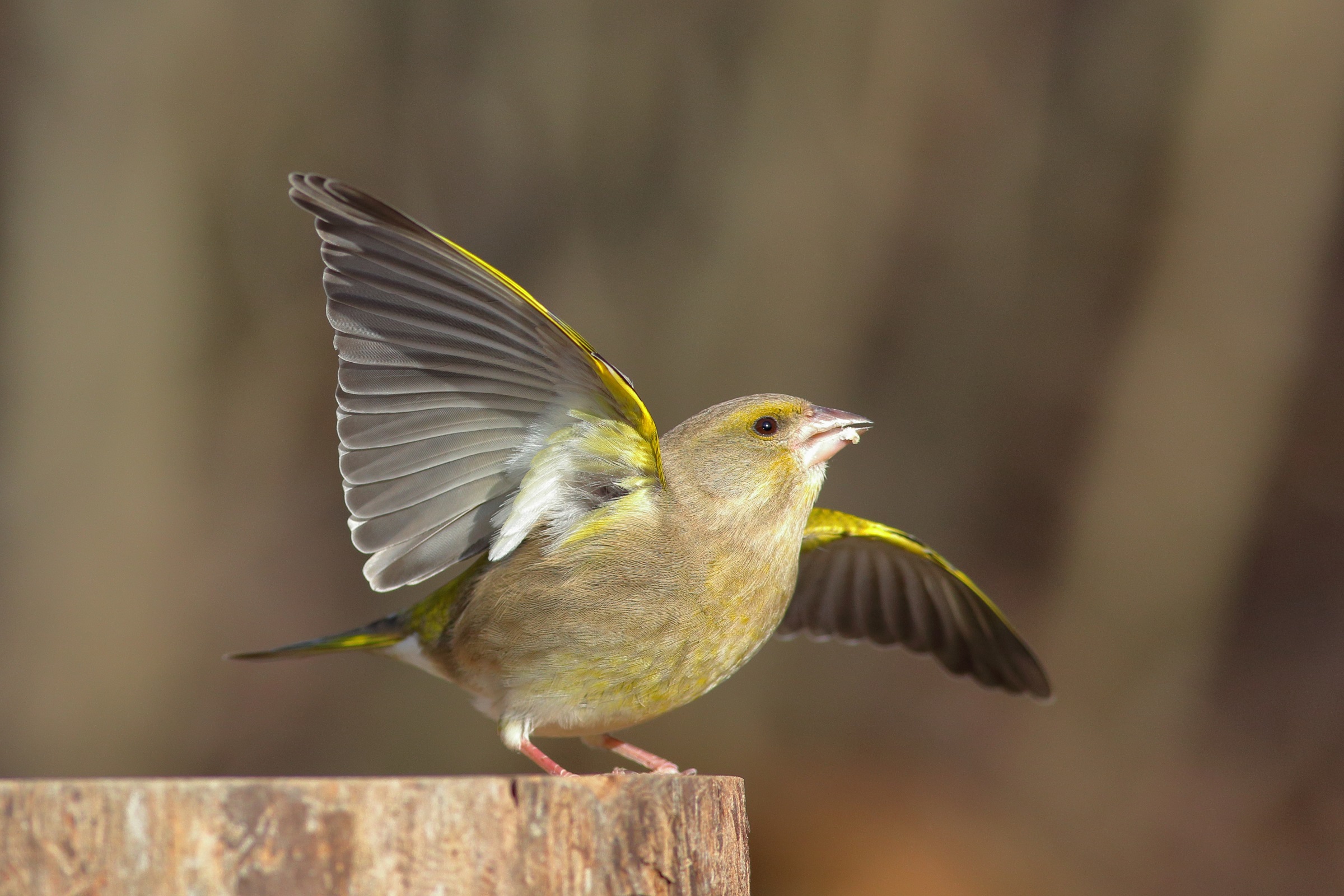 Carduelis chloris  o  verdone