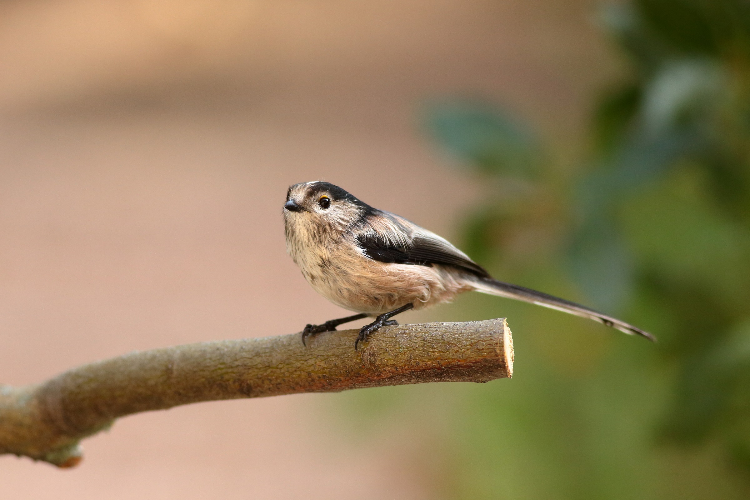 Aegithalos caudatus  o  codibugnolo