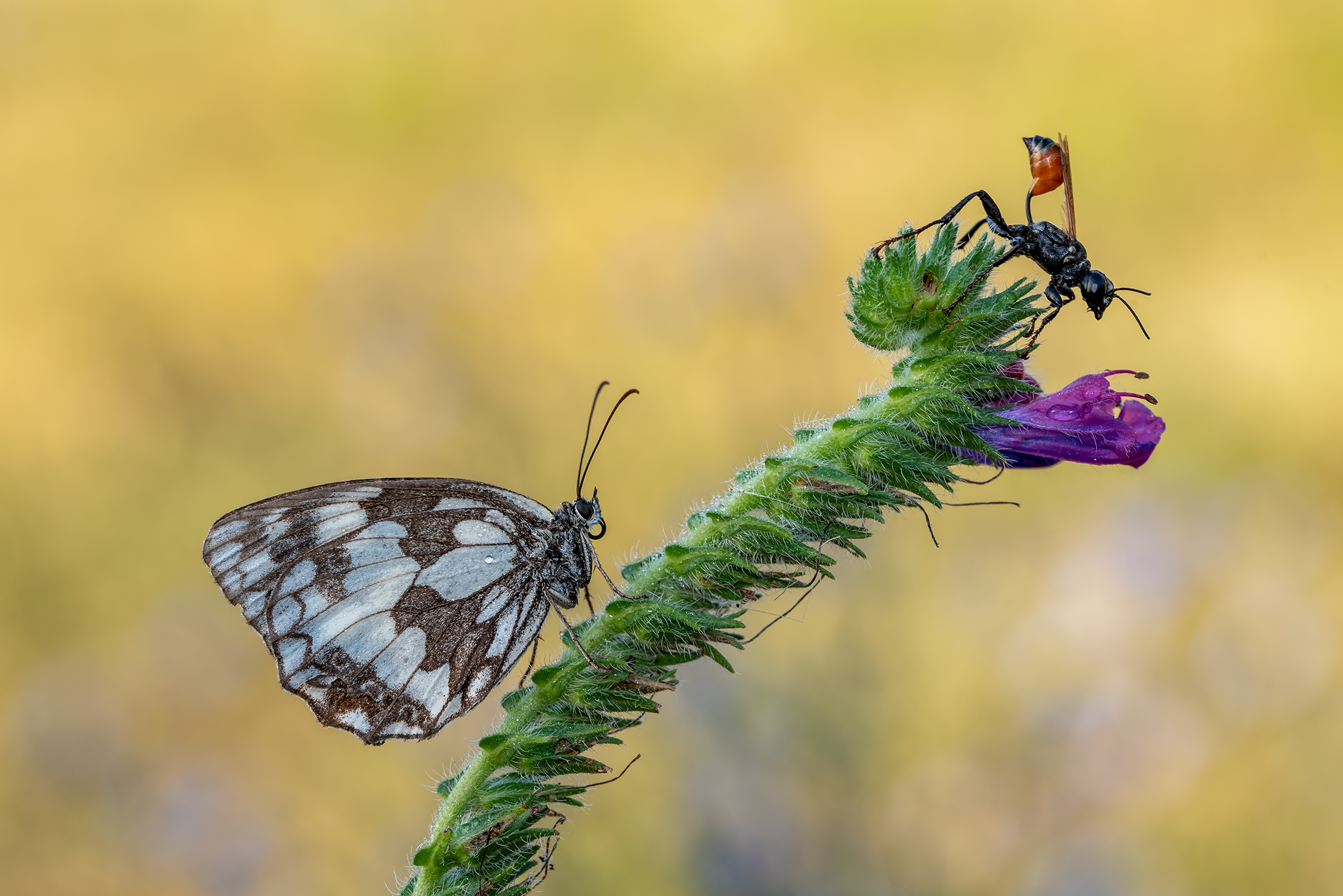 Melanargia in compagnia...