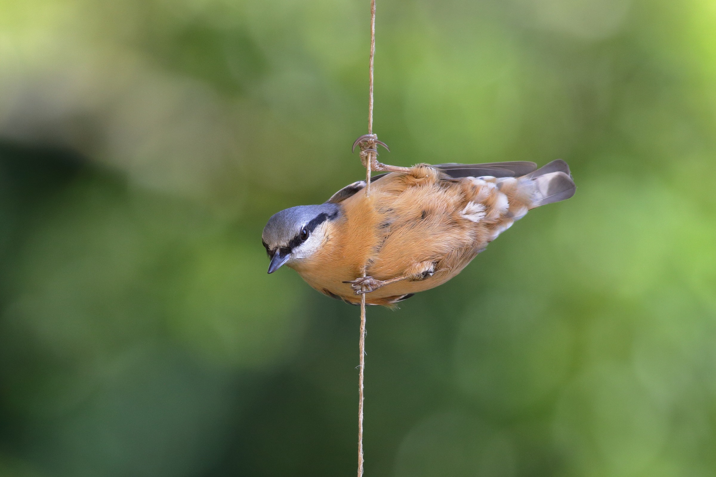 Sitta europaea or woodpecker mason