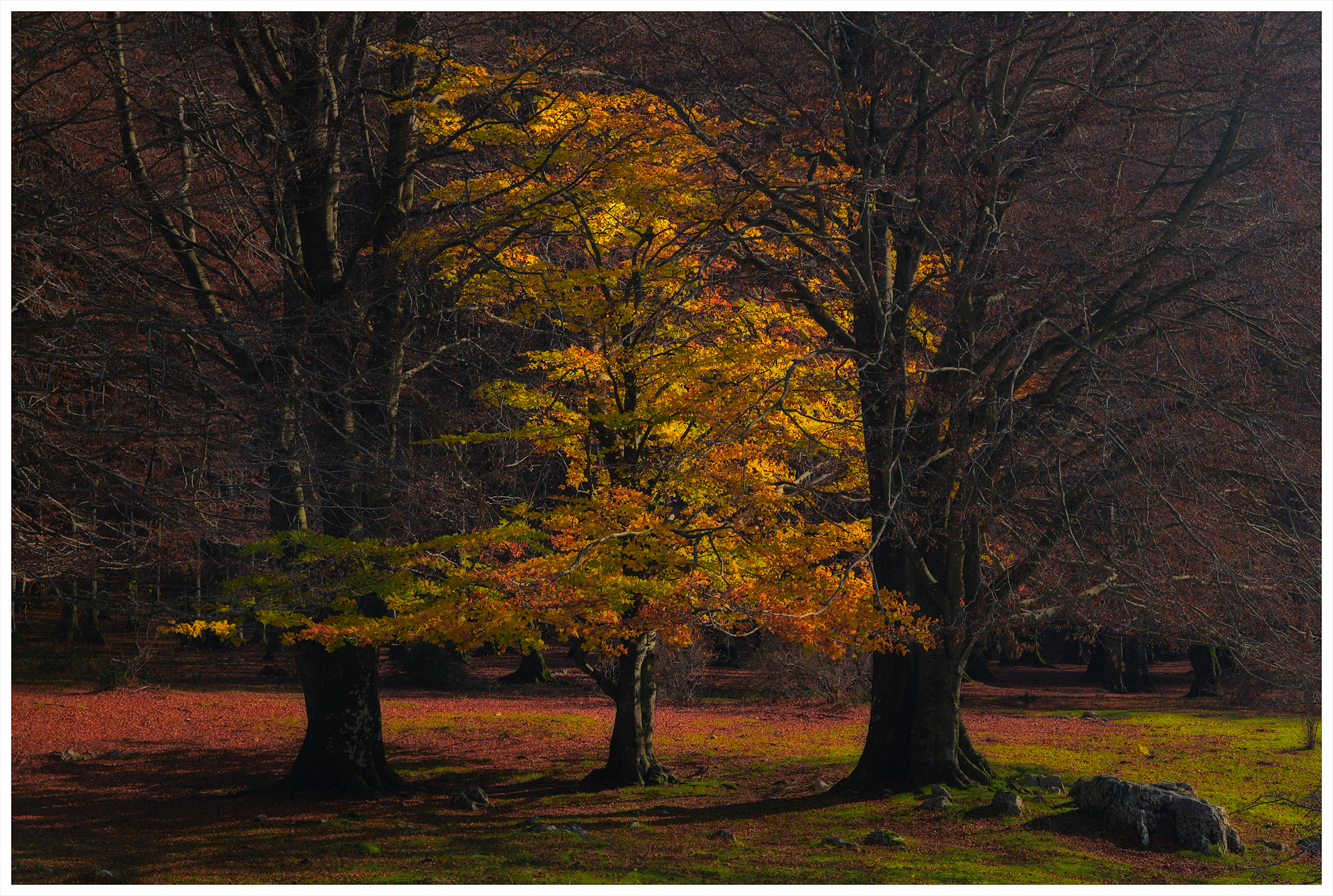 Faggeta di Prato di Campoli