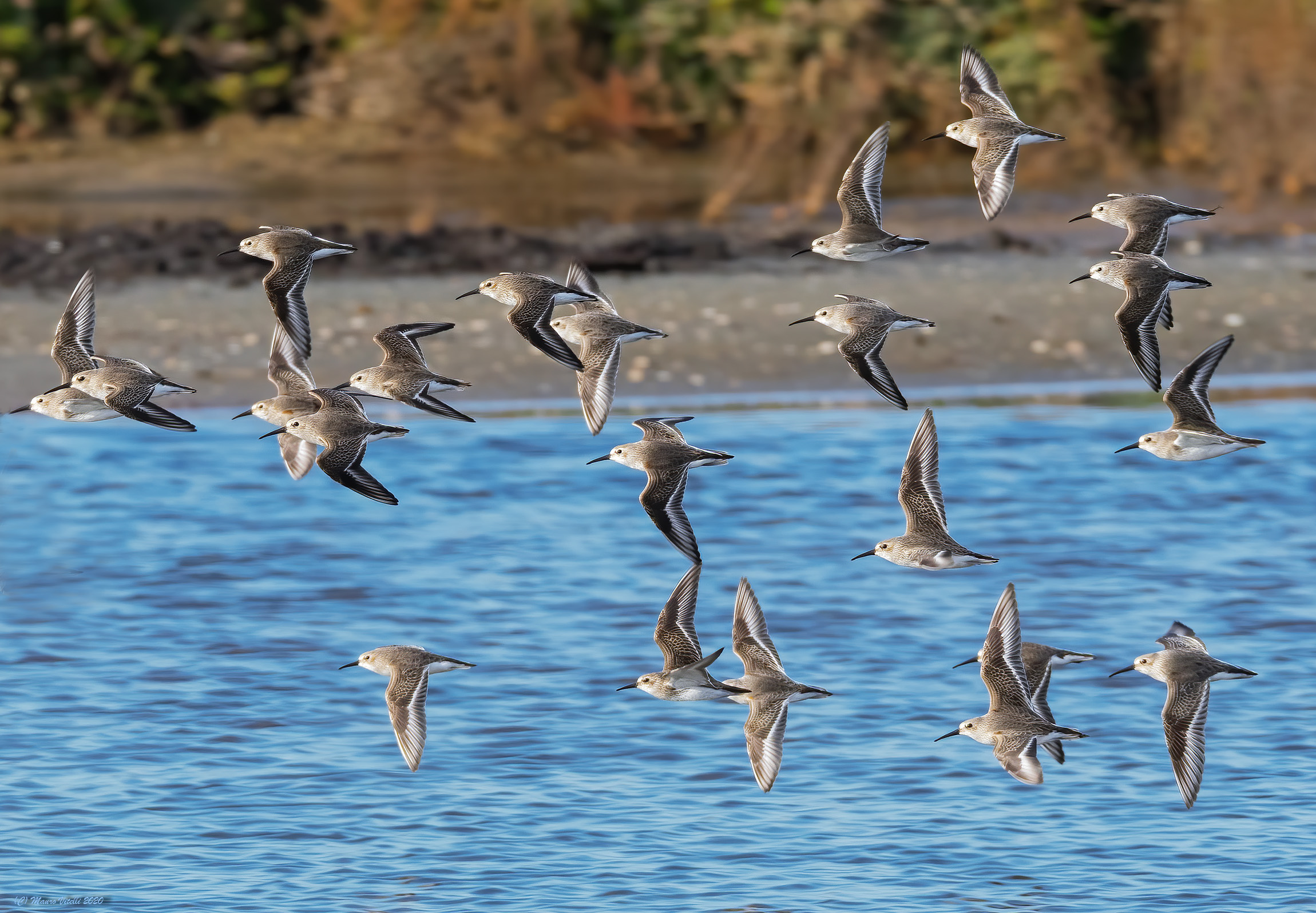 Black-bellied Rain (alpine calidris)