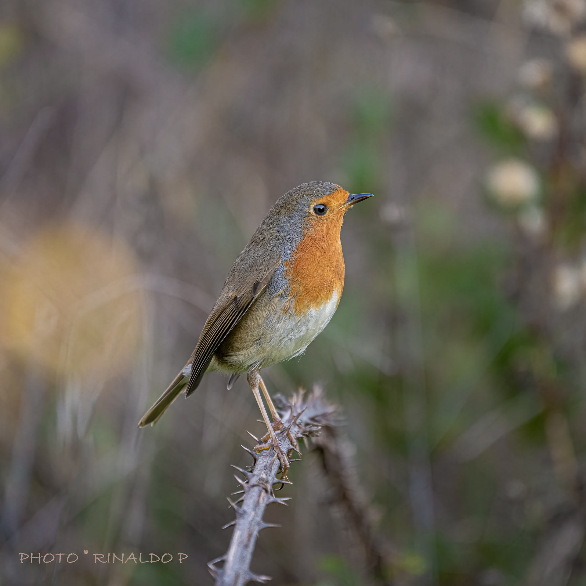 Robin....e' sempre Robin