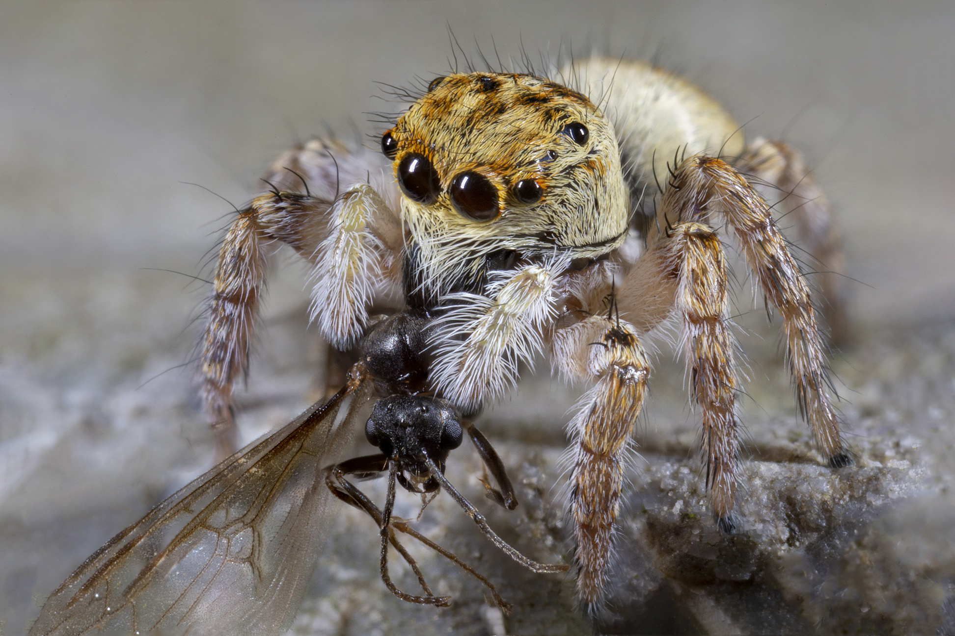 Carrhotus xanthogram female with Messor ant