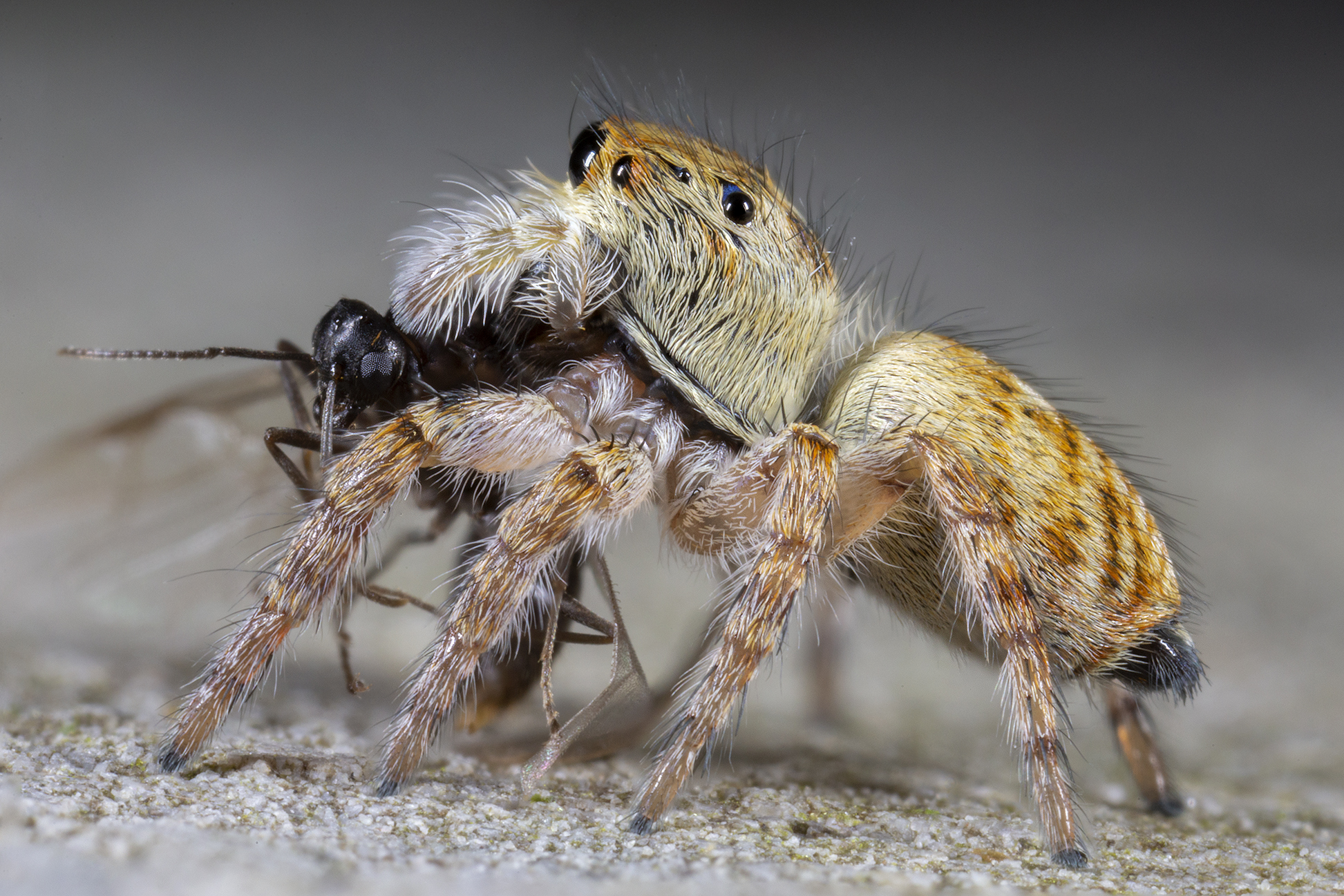 Carrhotus xanthogram female with Messor ant