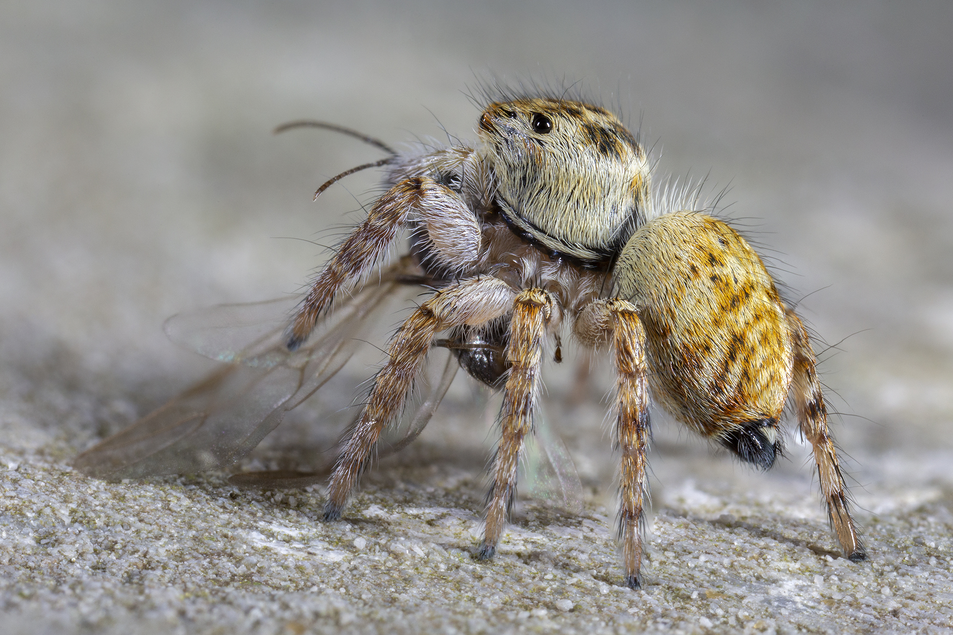 Female xanthogram carrohtus with Messor ant