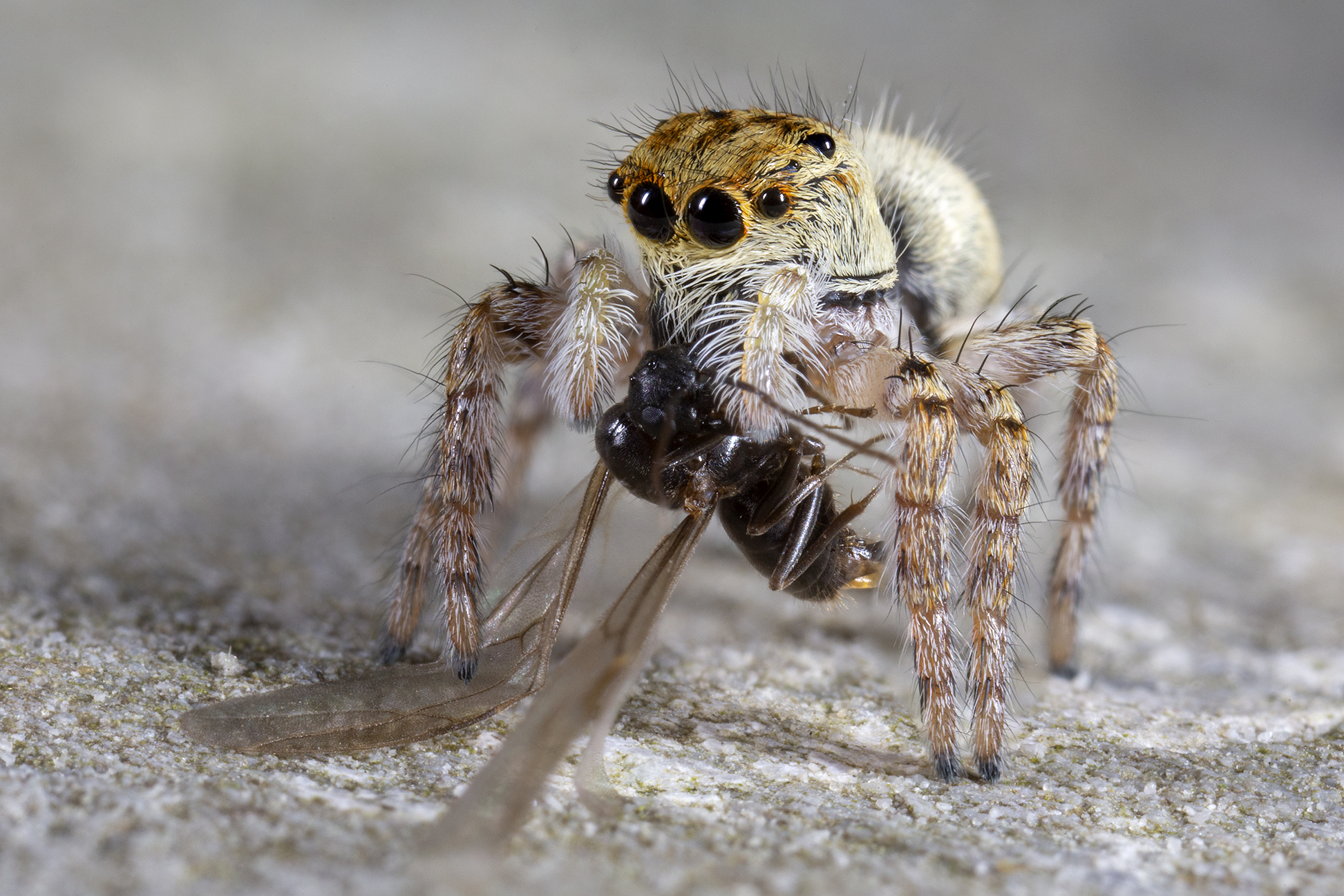Carrhotus xanthogram female with Messor ant