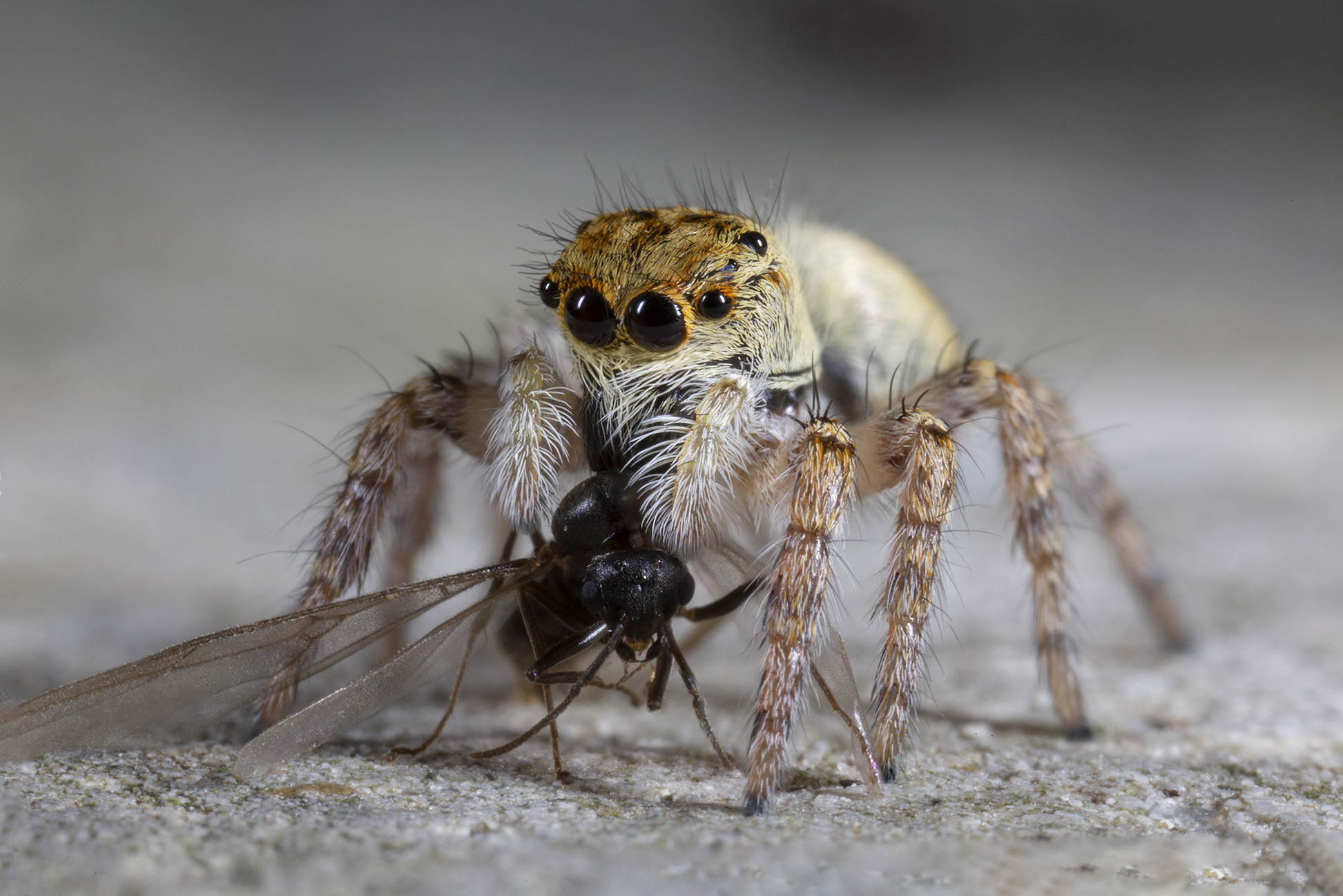 Female xanthogram carrohtus with Messor ant
