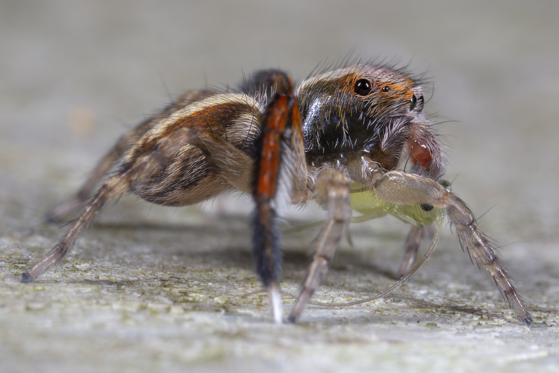 Saitis barbiper male