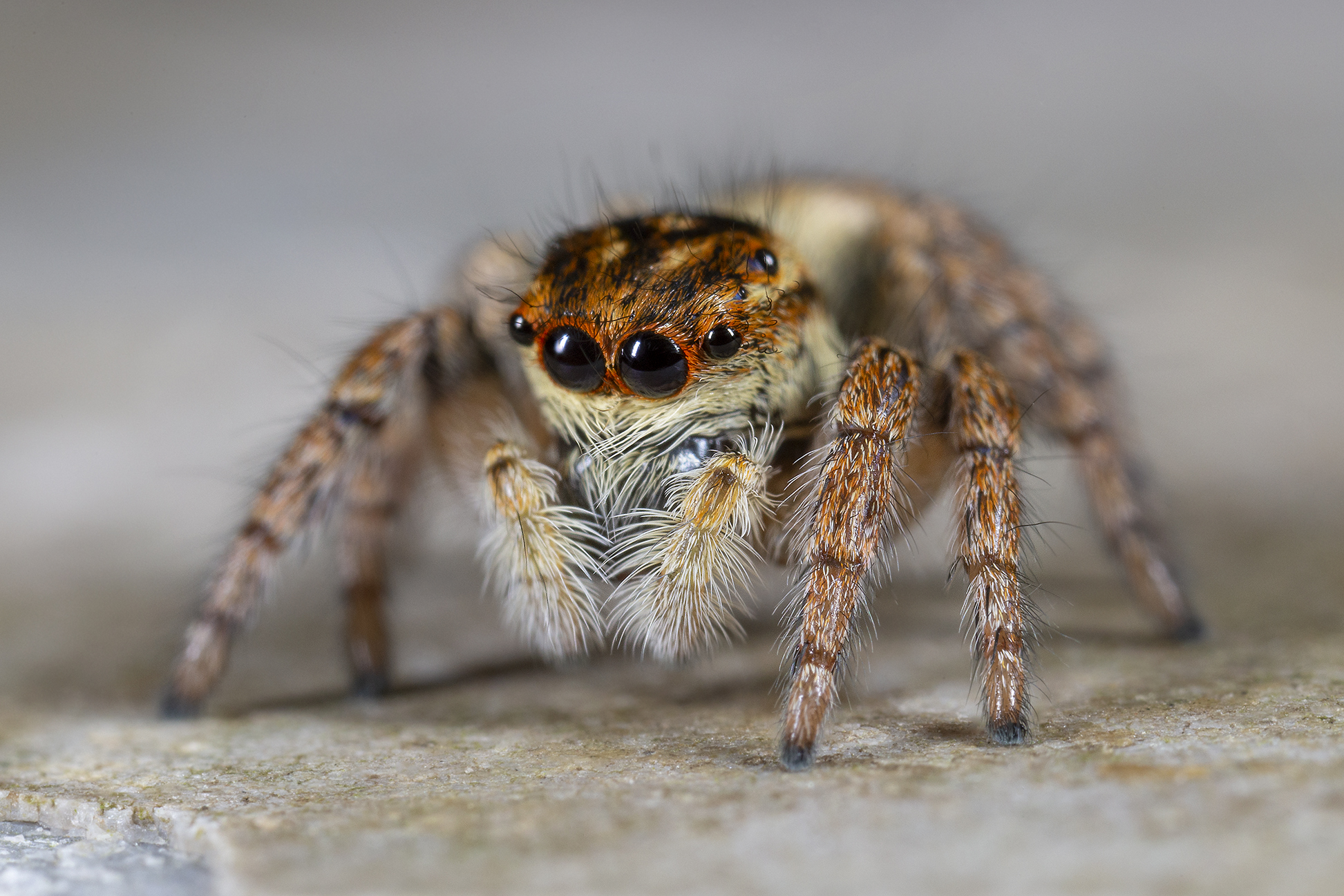 Carrhotus xanthogram female