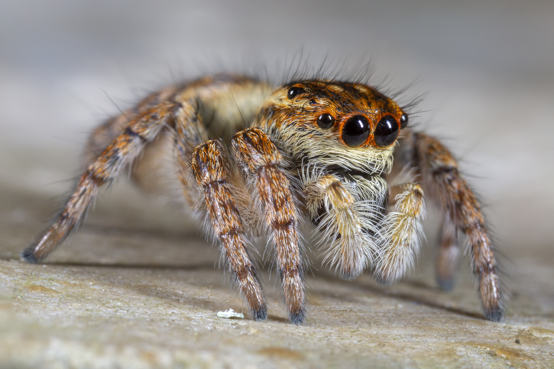 Carrhotus xanthogram female