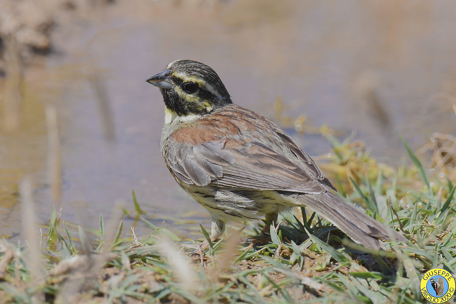 Zigolo Nero (Sardegna) 2020