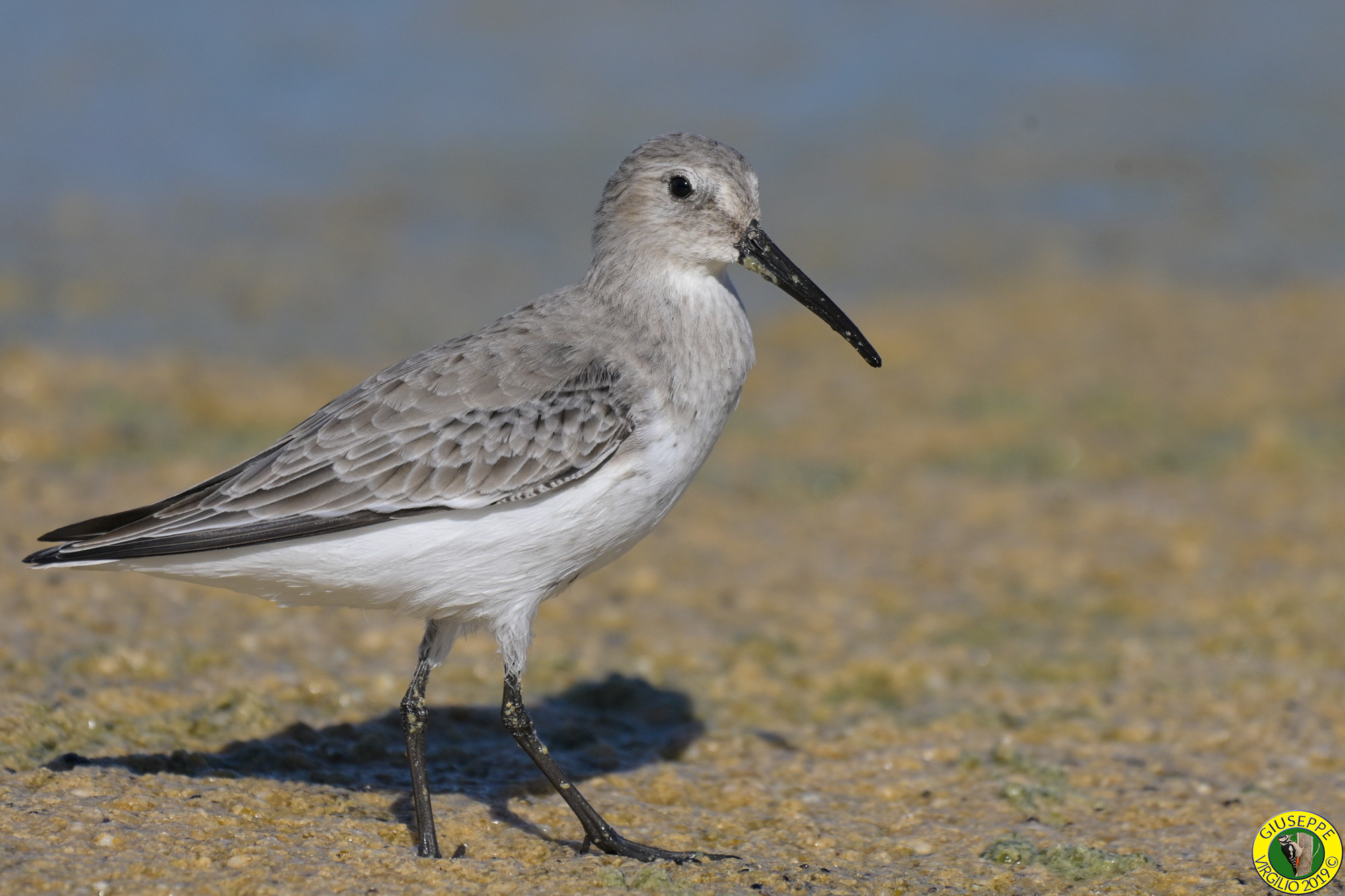 Piovanello Pancia Nera (Sardegna) 2019