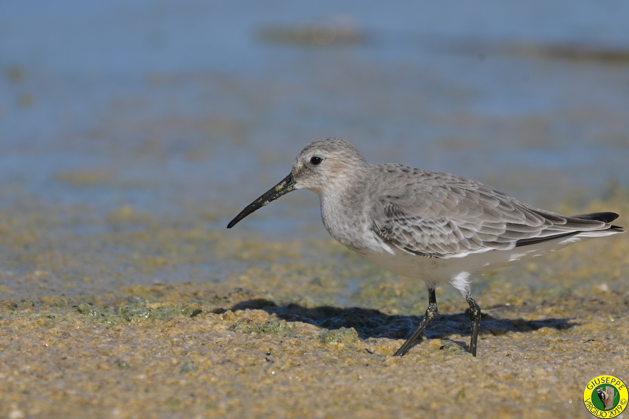 Piovanello Pancia Nera (Sardegna) 2019