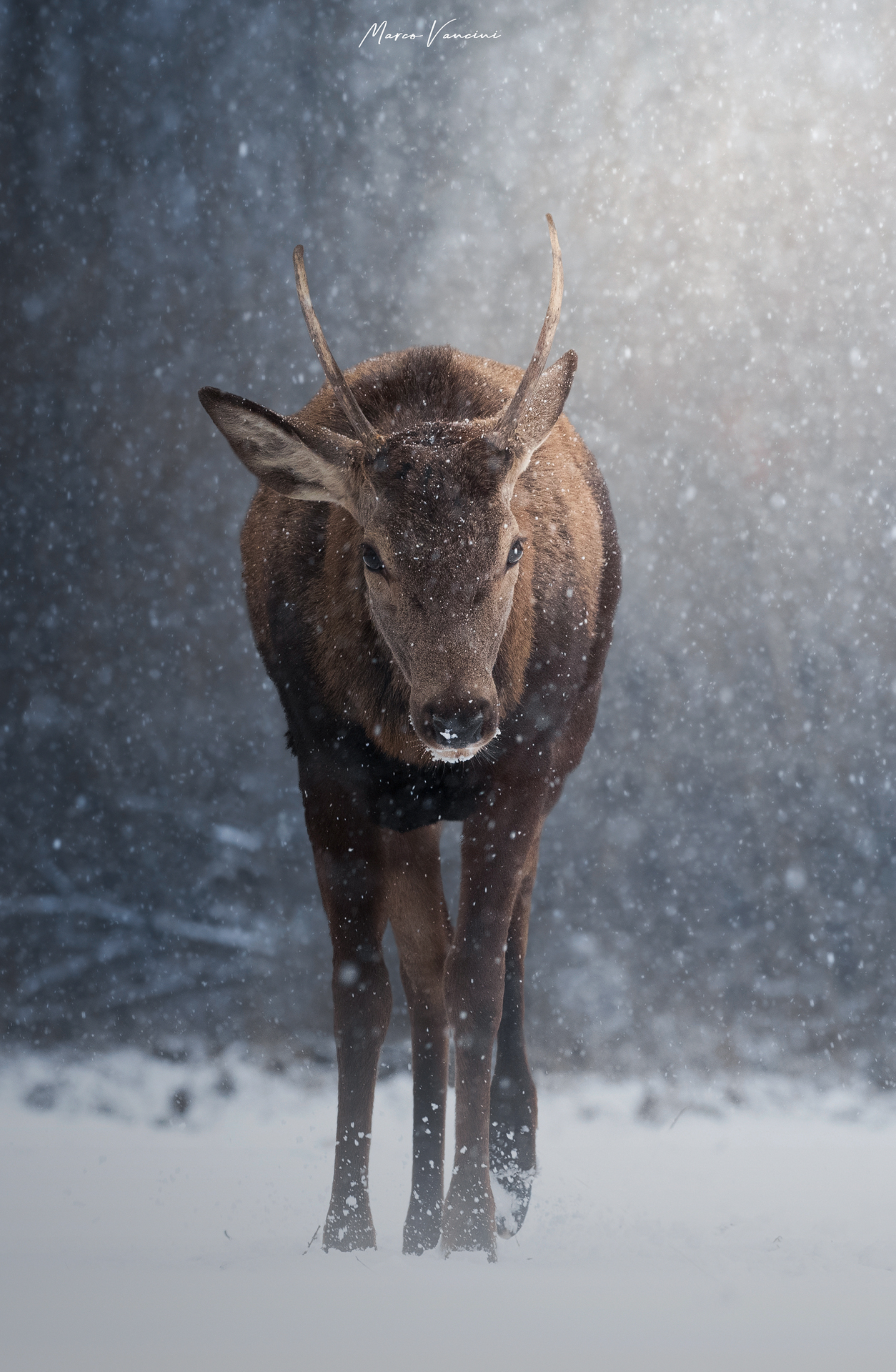 E alla fine tornò l'inverno