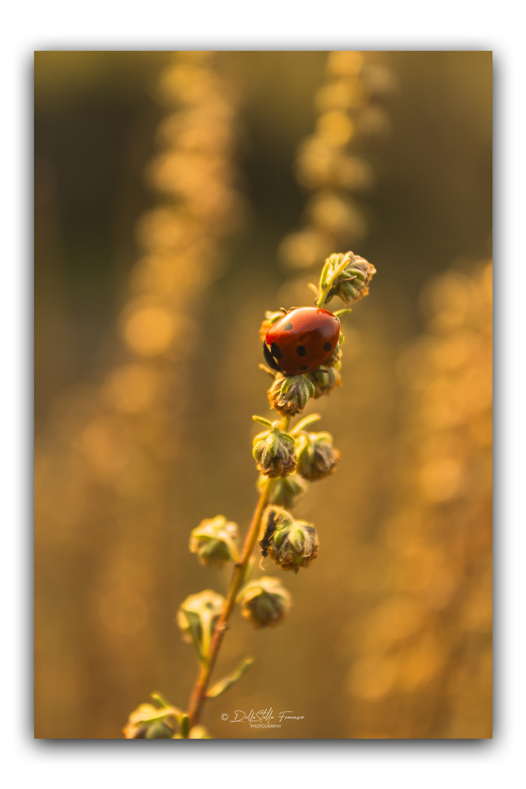 Golden ladybug