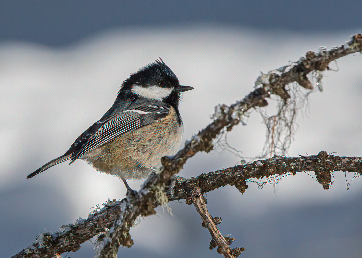 Tone on tone (cincia mora)