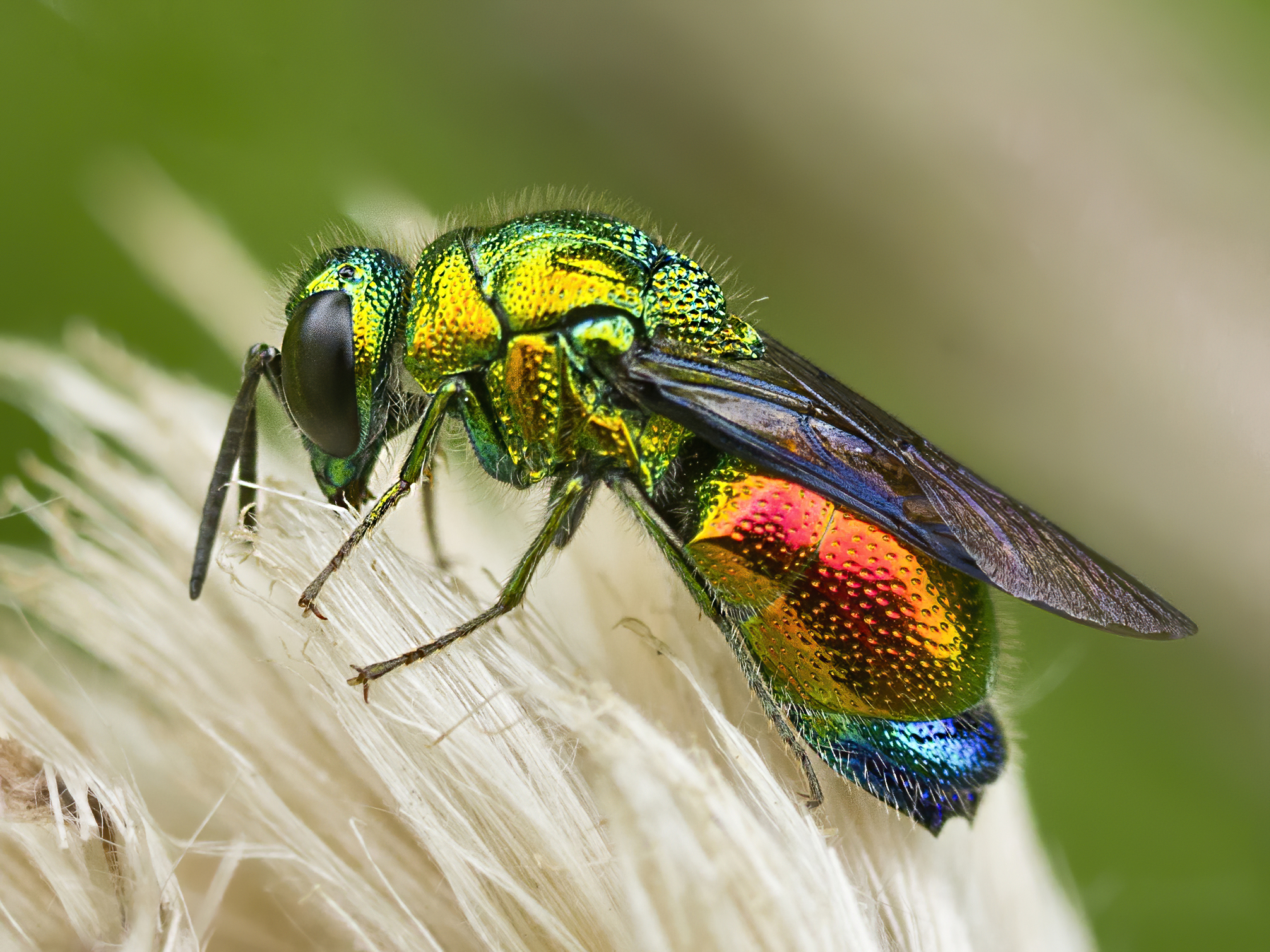 Stilbum Cyanurum su cardo sfiorito