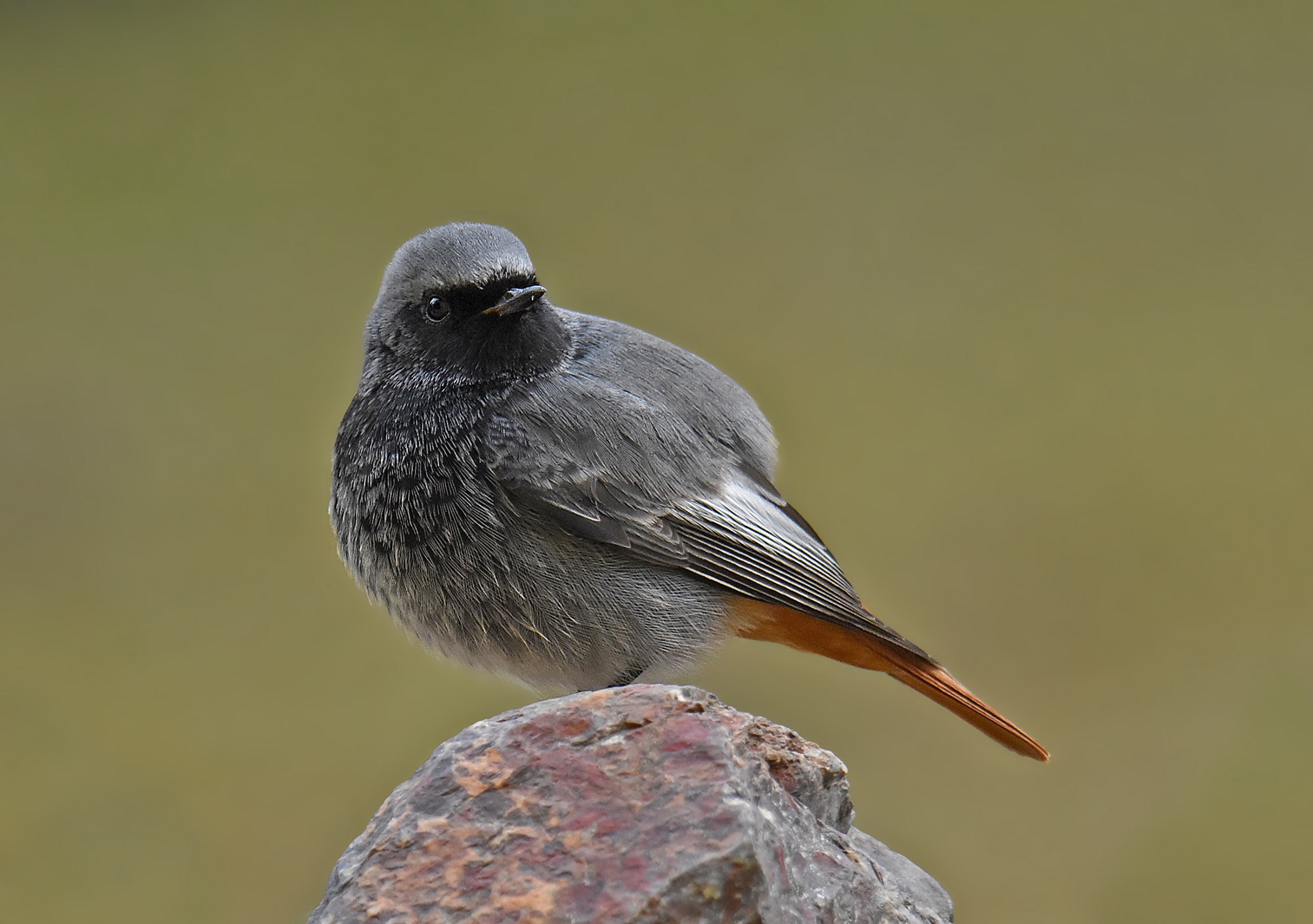 CODIROSSO fireplace sweeper