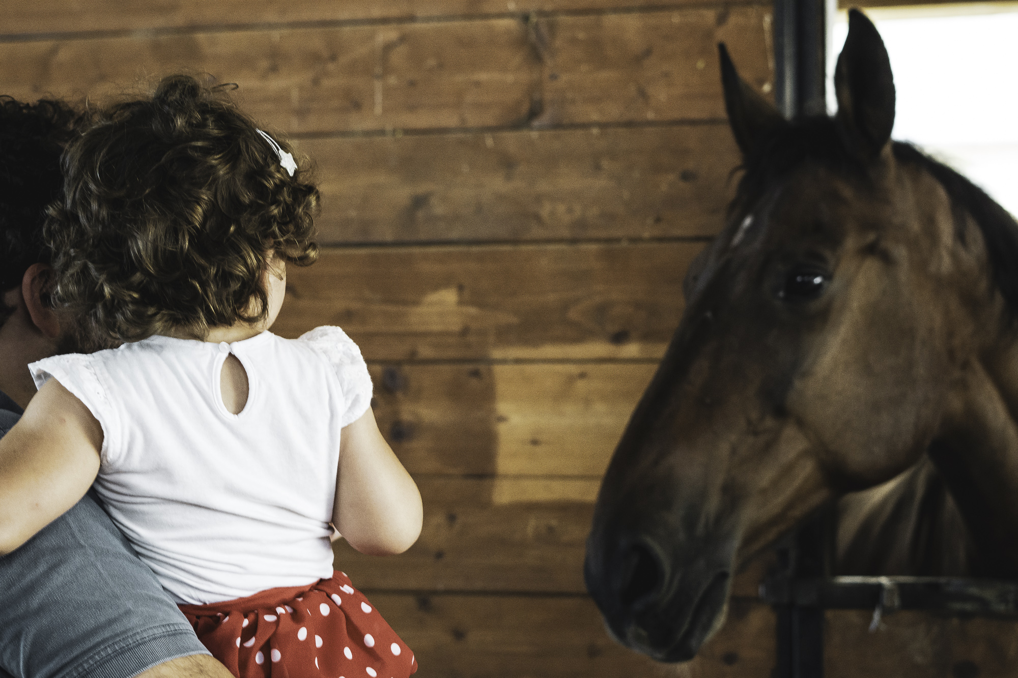 parliamo col cavallo?