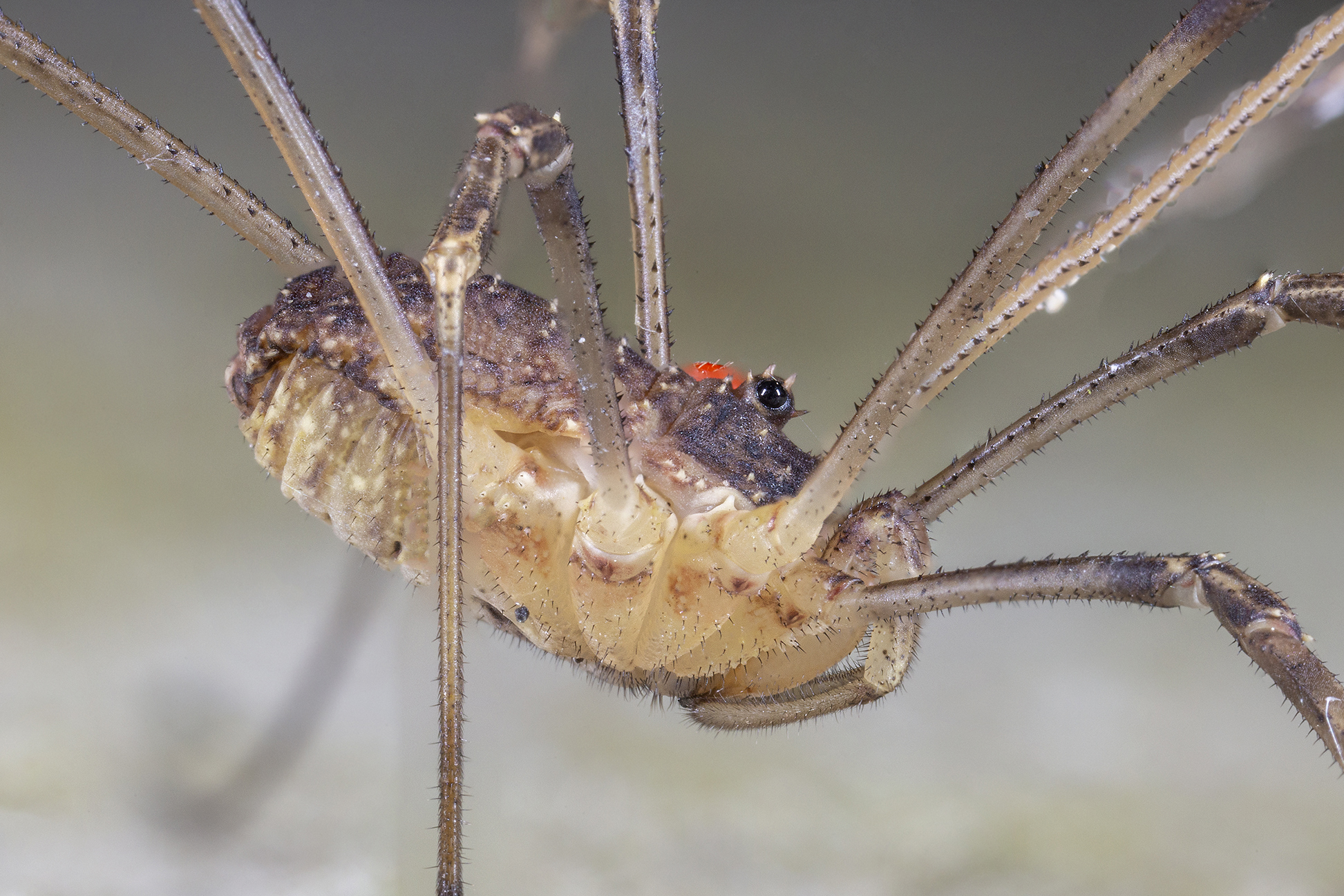 Opylon (false spider)