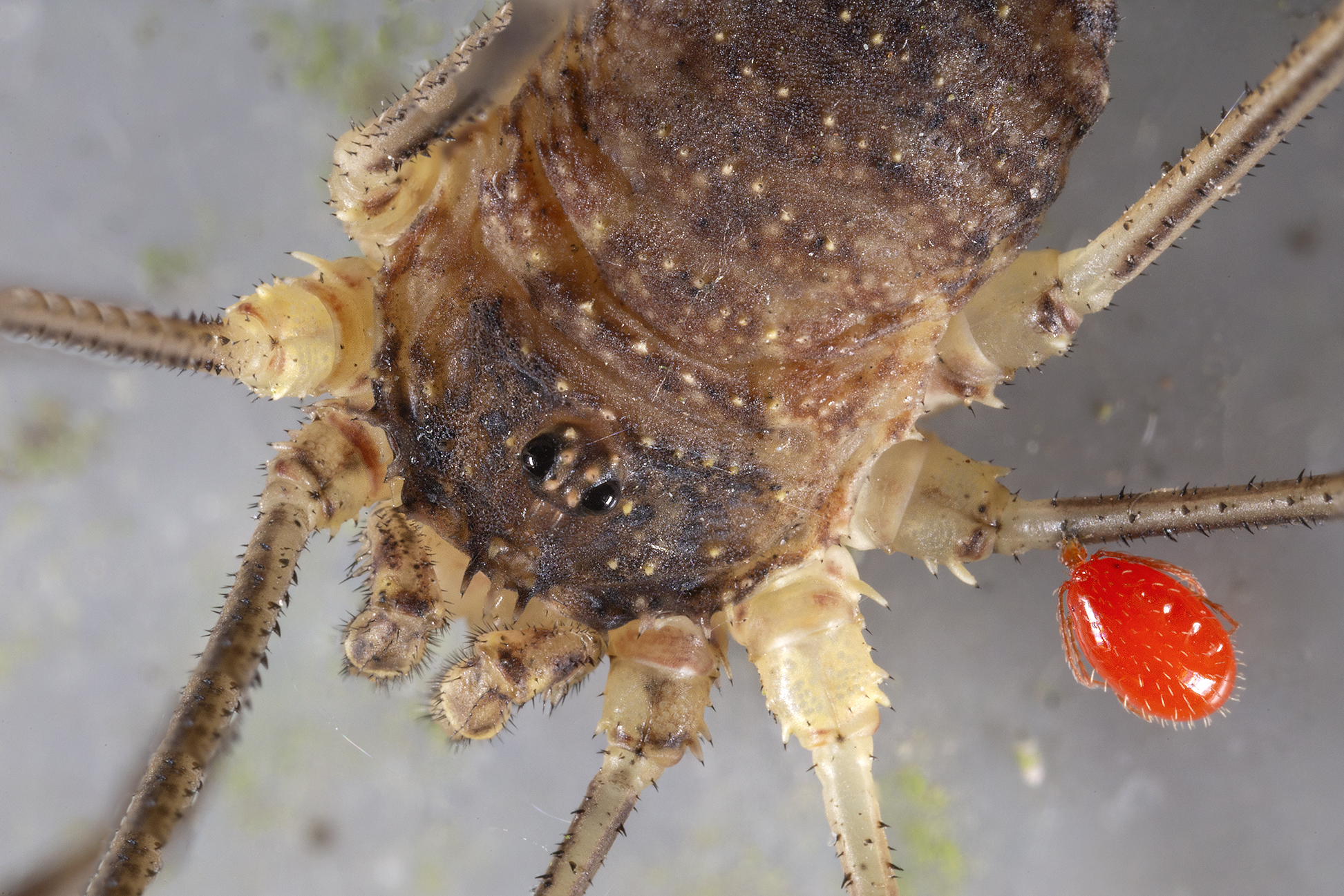 Opylon (false spider)